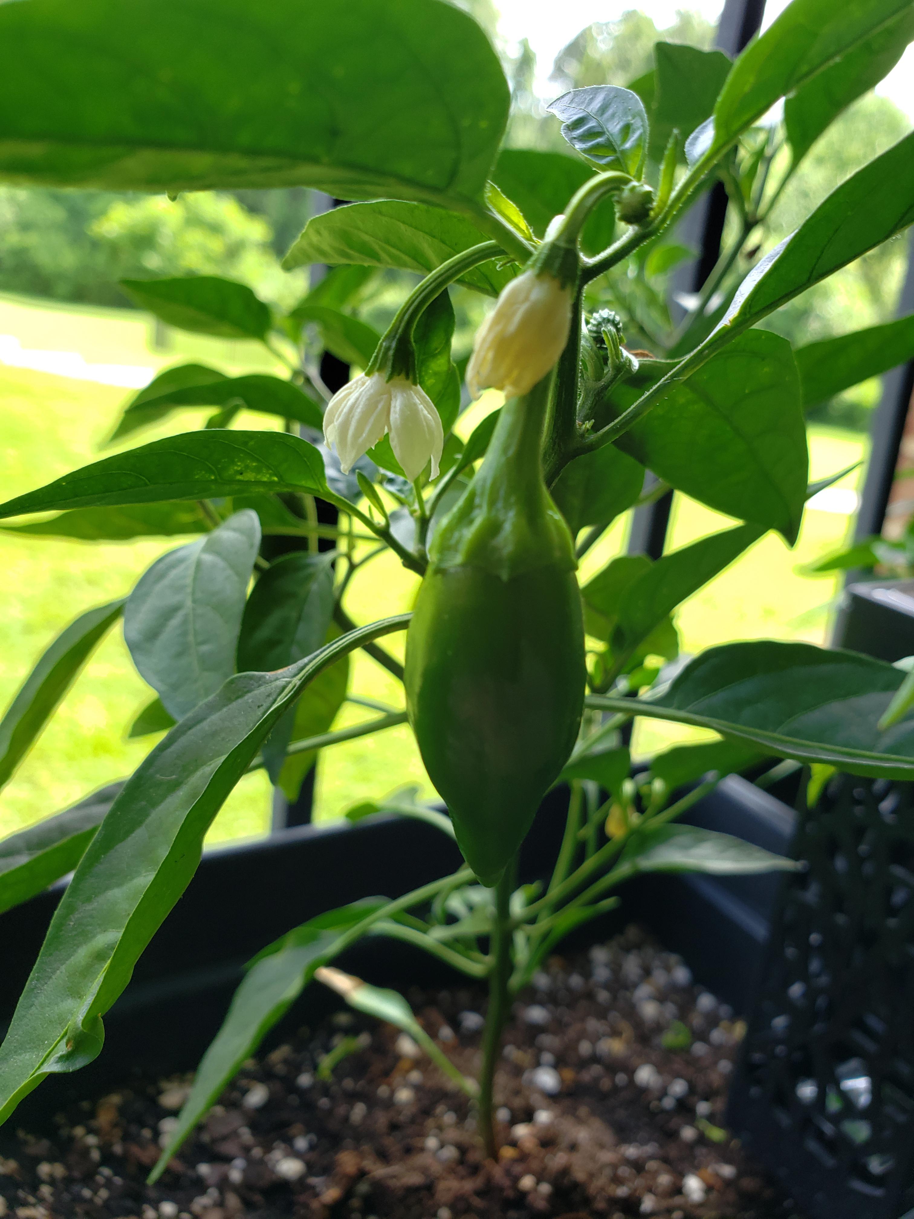 My jalapeno plant is growing weird shaped peppers? All my other plants seem okay, this one plant