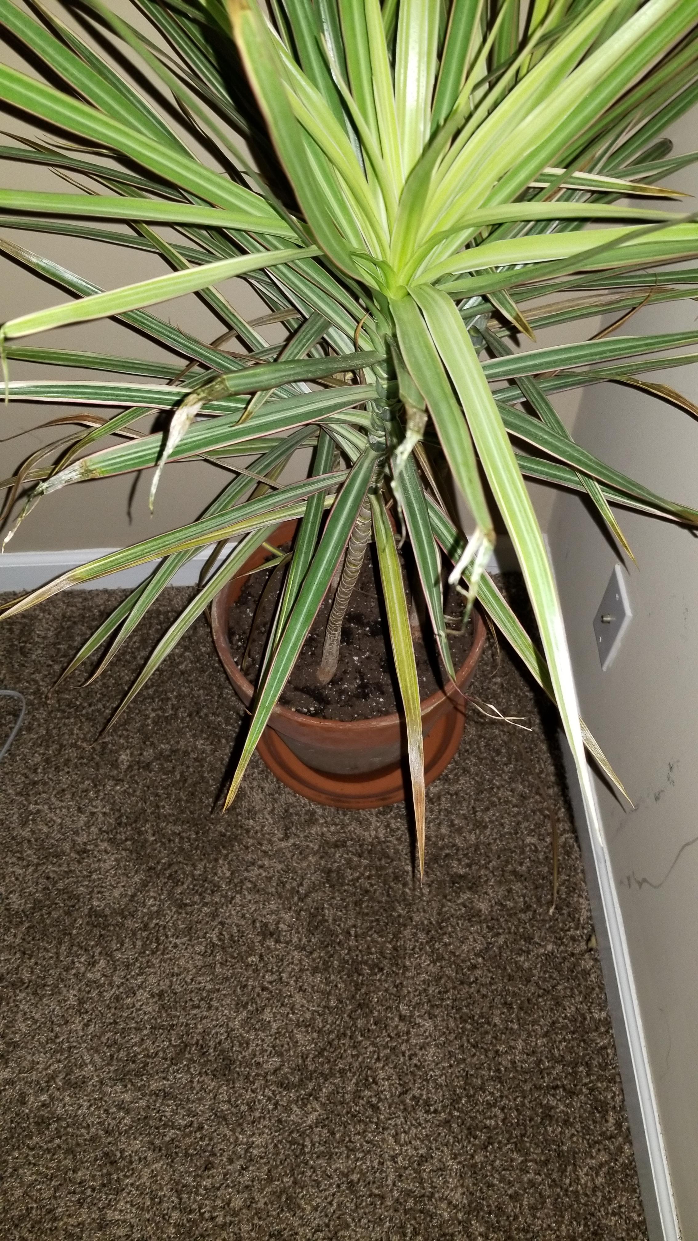 I've noticed the tips of leaves on my Madagascar dragon tree turning