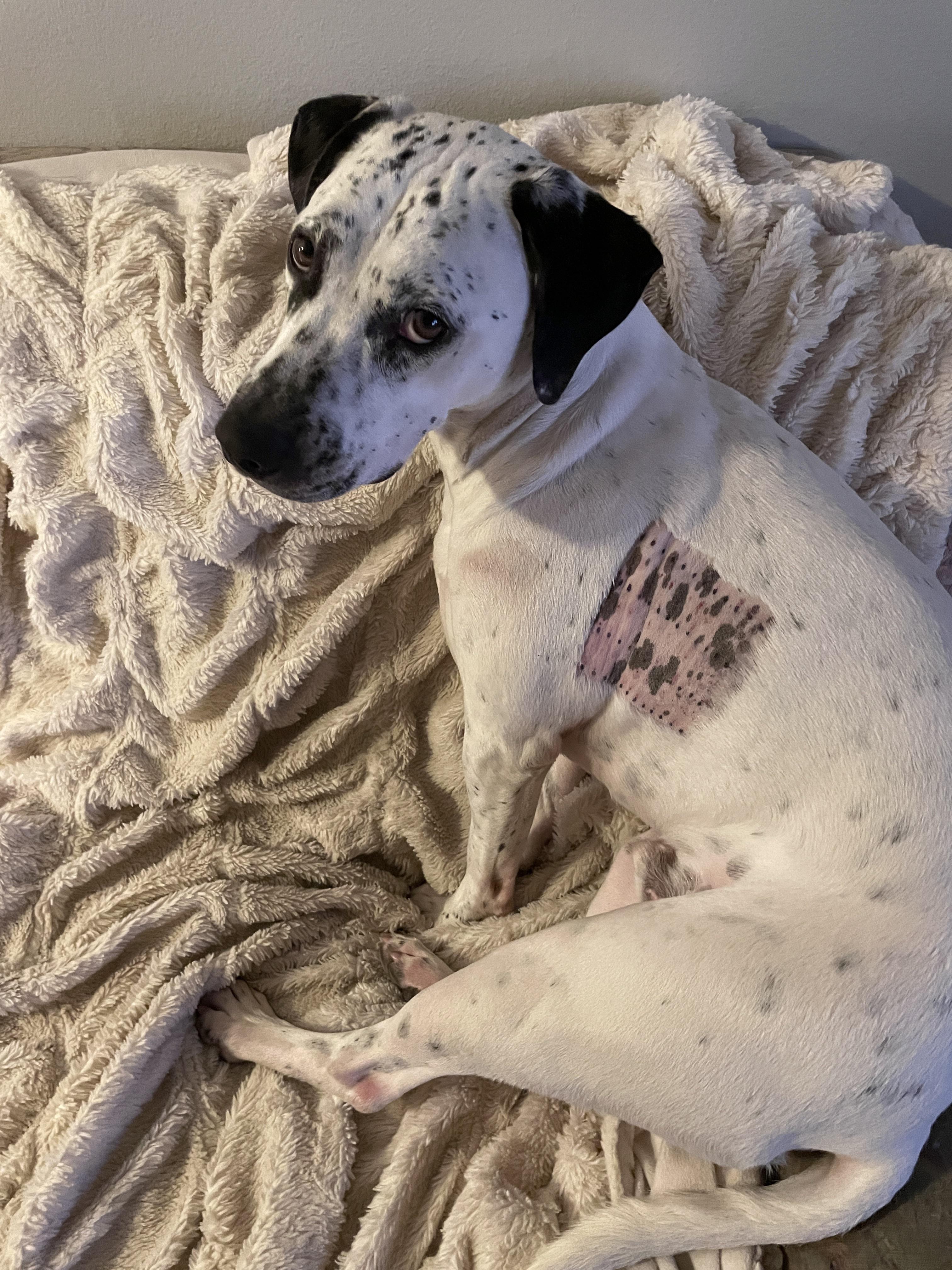 My dog’s spotted skin revealed by his allergy test shave r