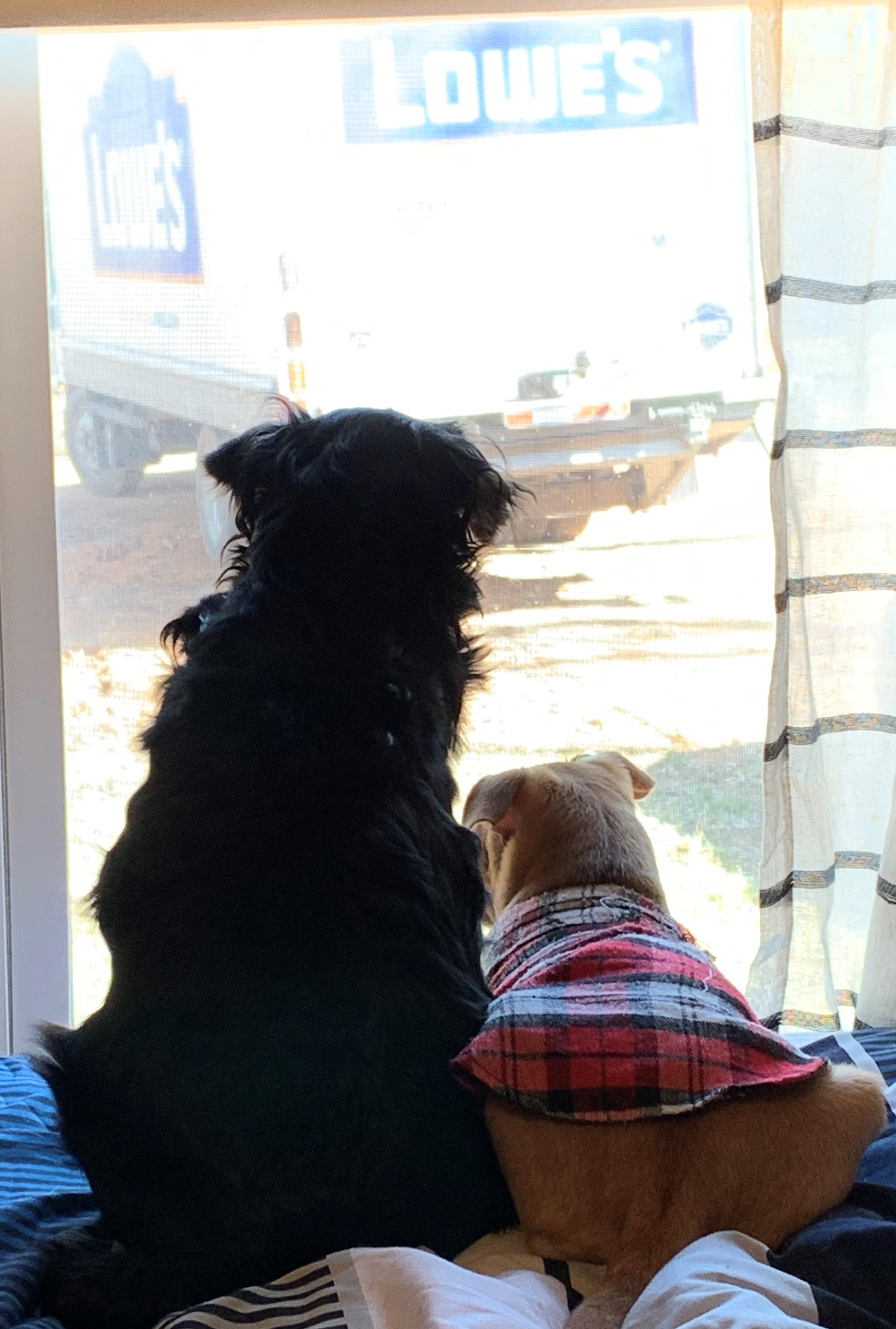 Lowes is here! Lowes is Here! r/Animal