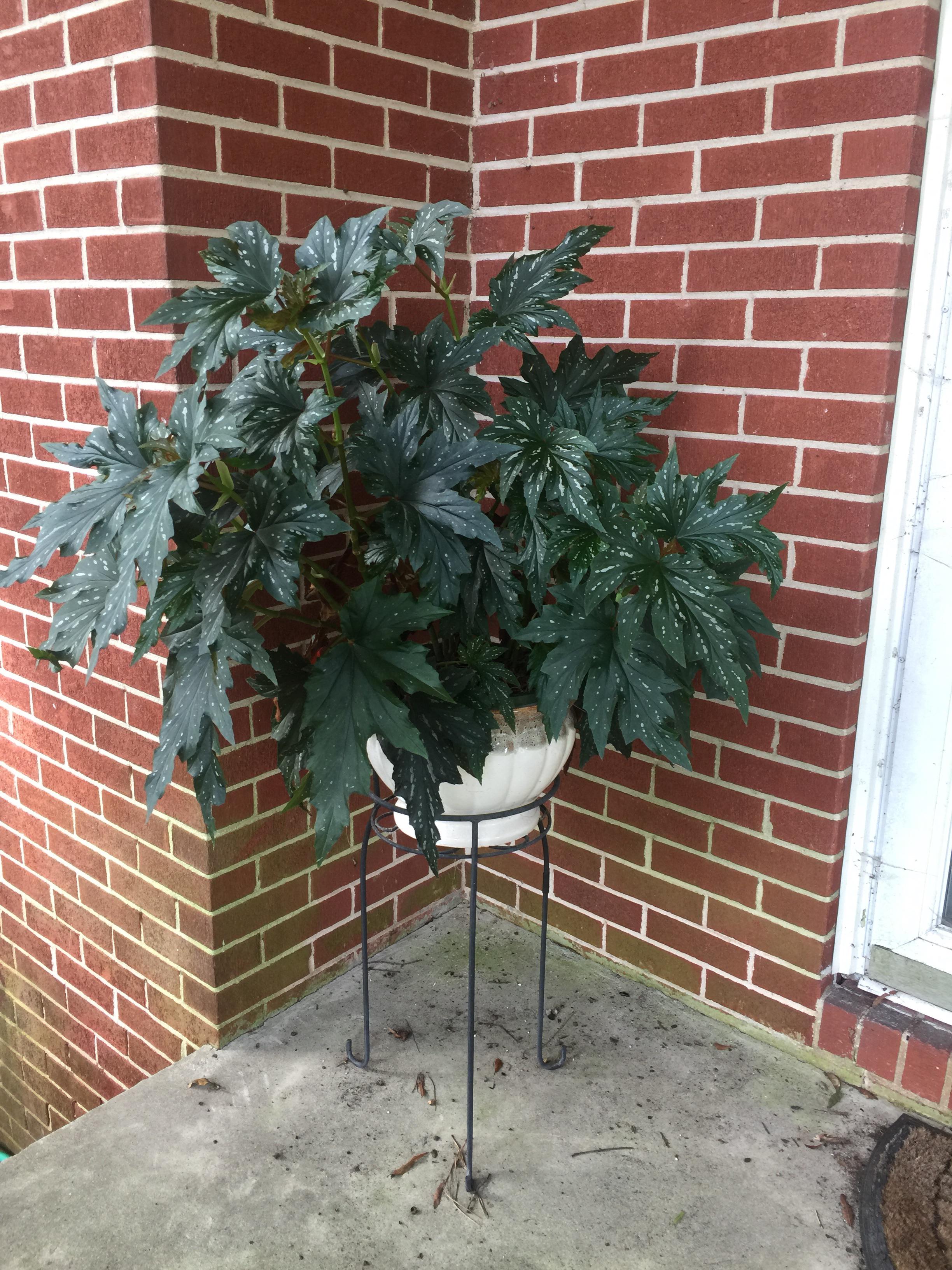 Brought it in over winter and killed it but this was my begonia in