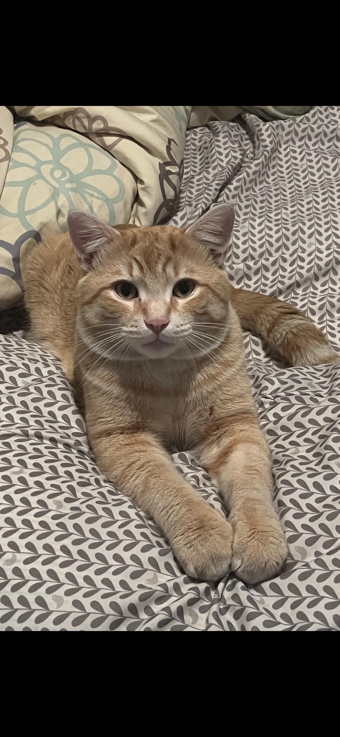 My cat is still missing. Please keep a look out around Church