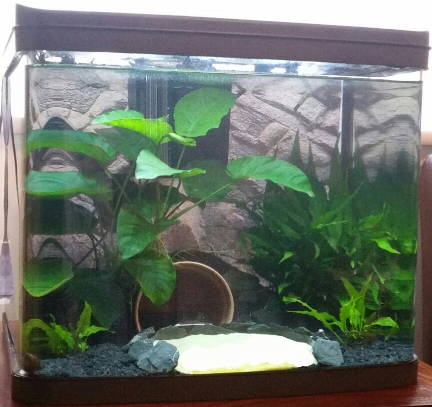 My 10 gallon ready to home a betta! r/Aquariums