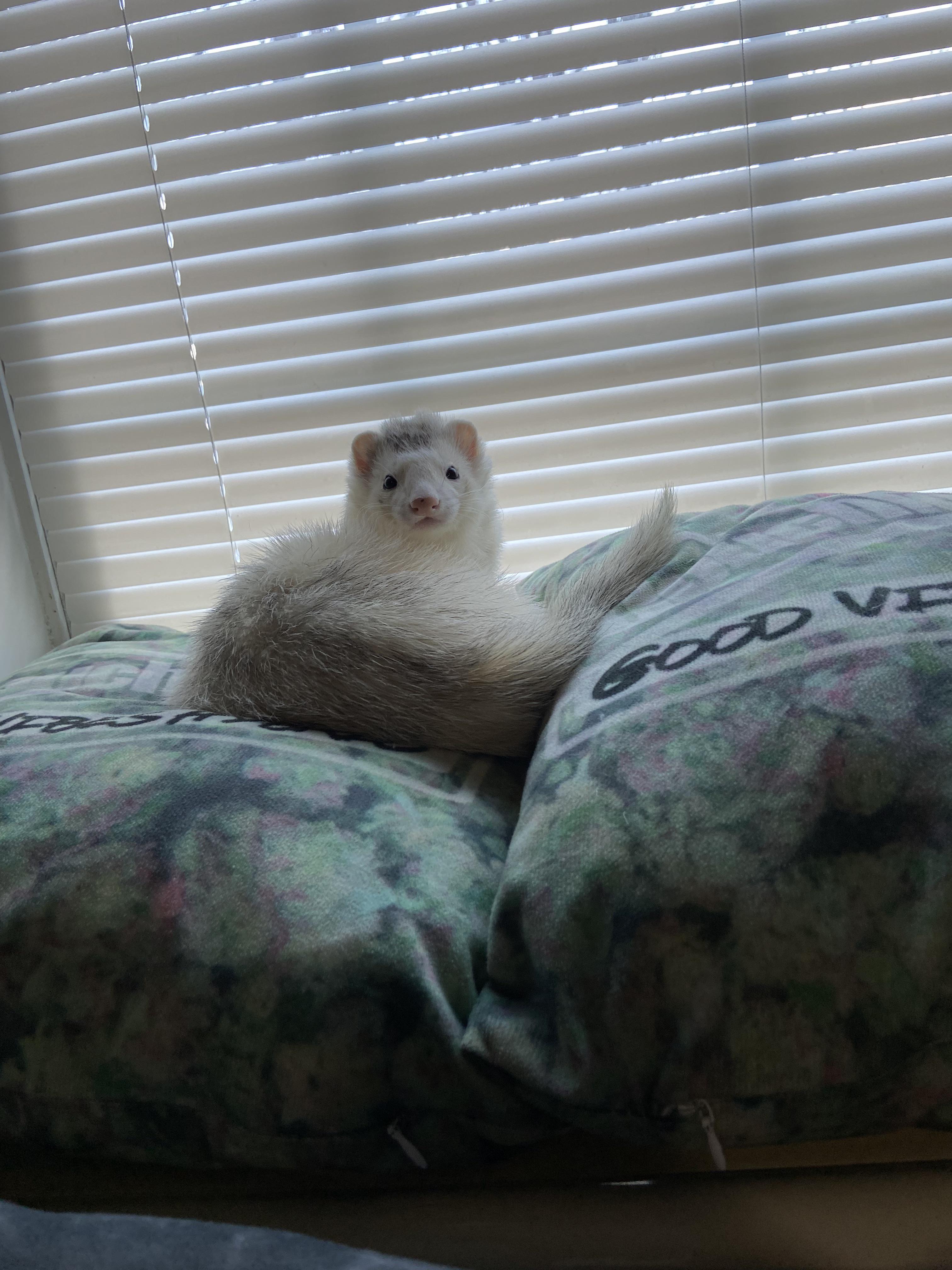 Help??? Ferrets randomly started pooping in places they shouldn’t