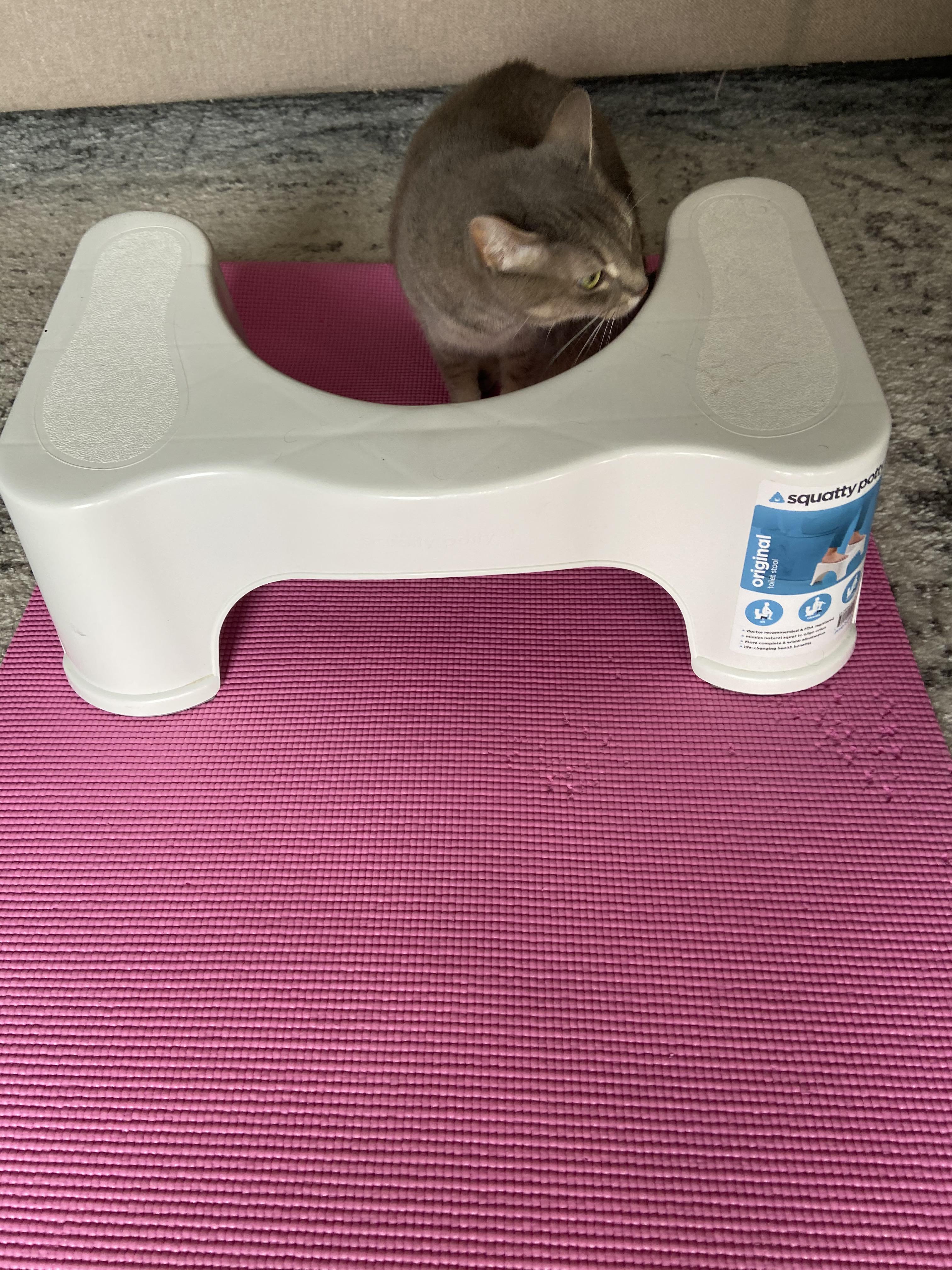 Had to use a Squatty Potty for the incline aspect of today’s online