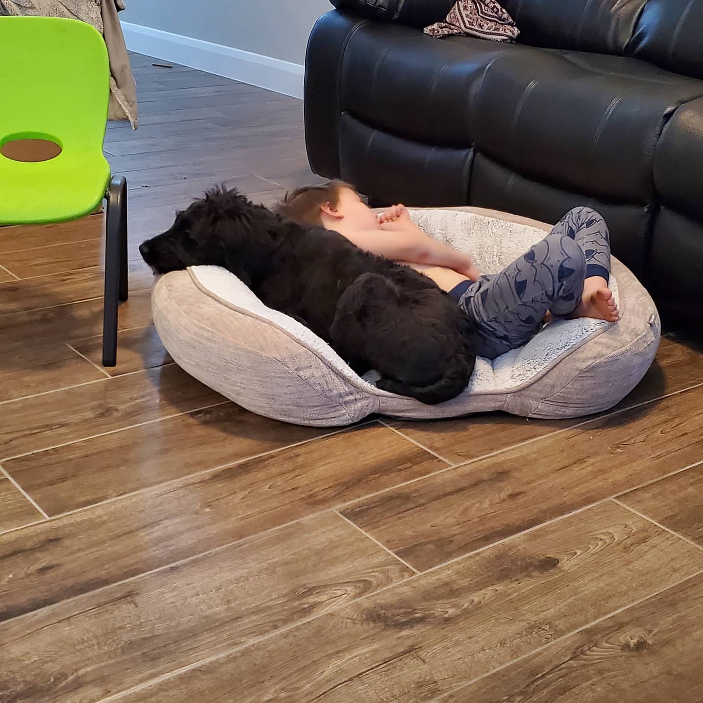 When people ask if my aussiedoodle is good with kids I show them this