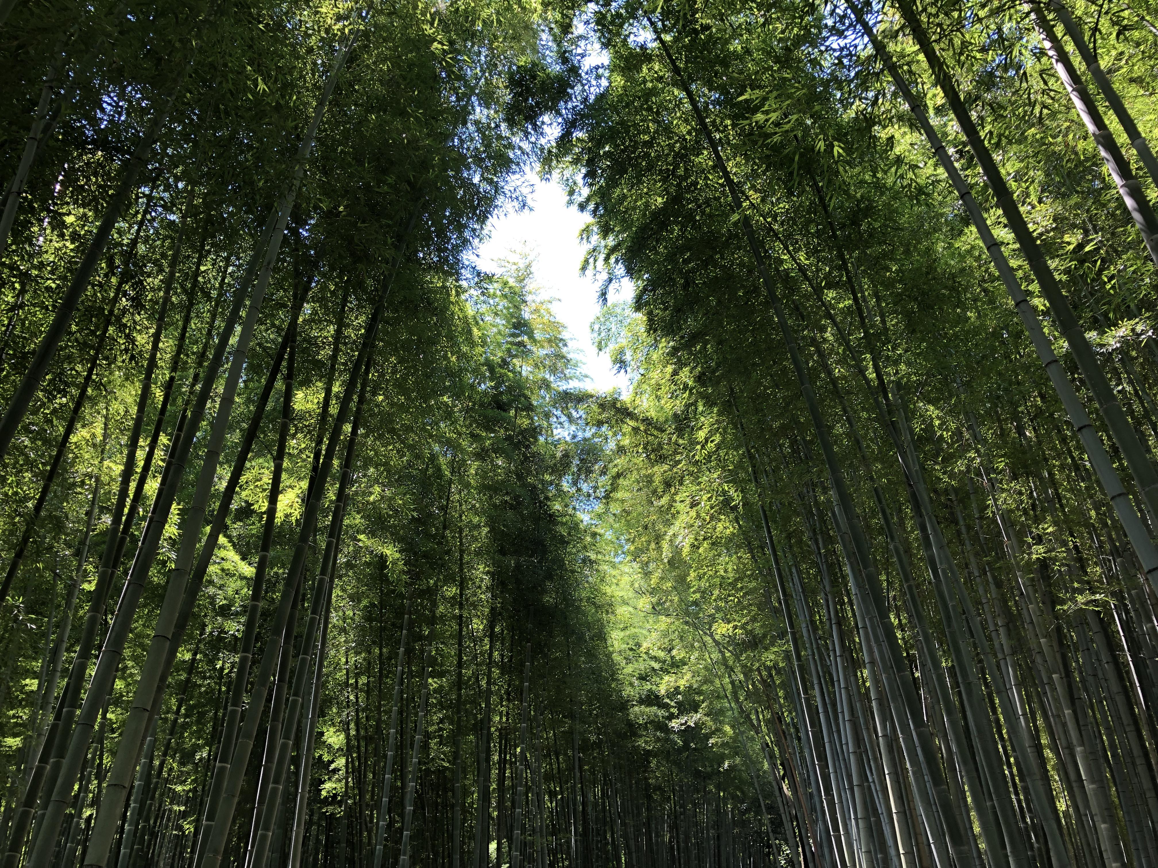 Stunning Bamboo Trail at Tenryuji Temple in Kyoto, Japan [OC