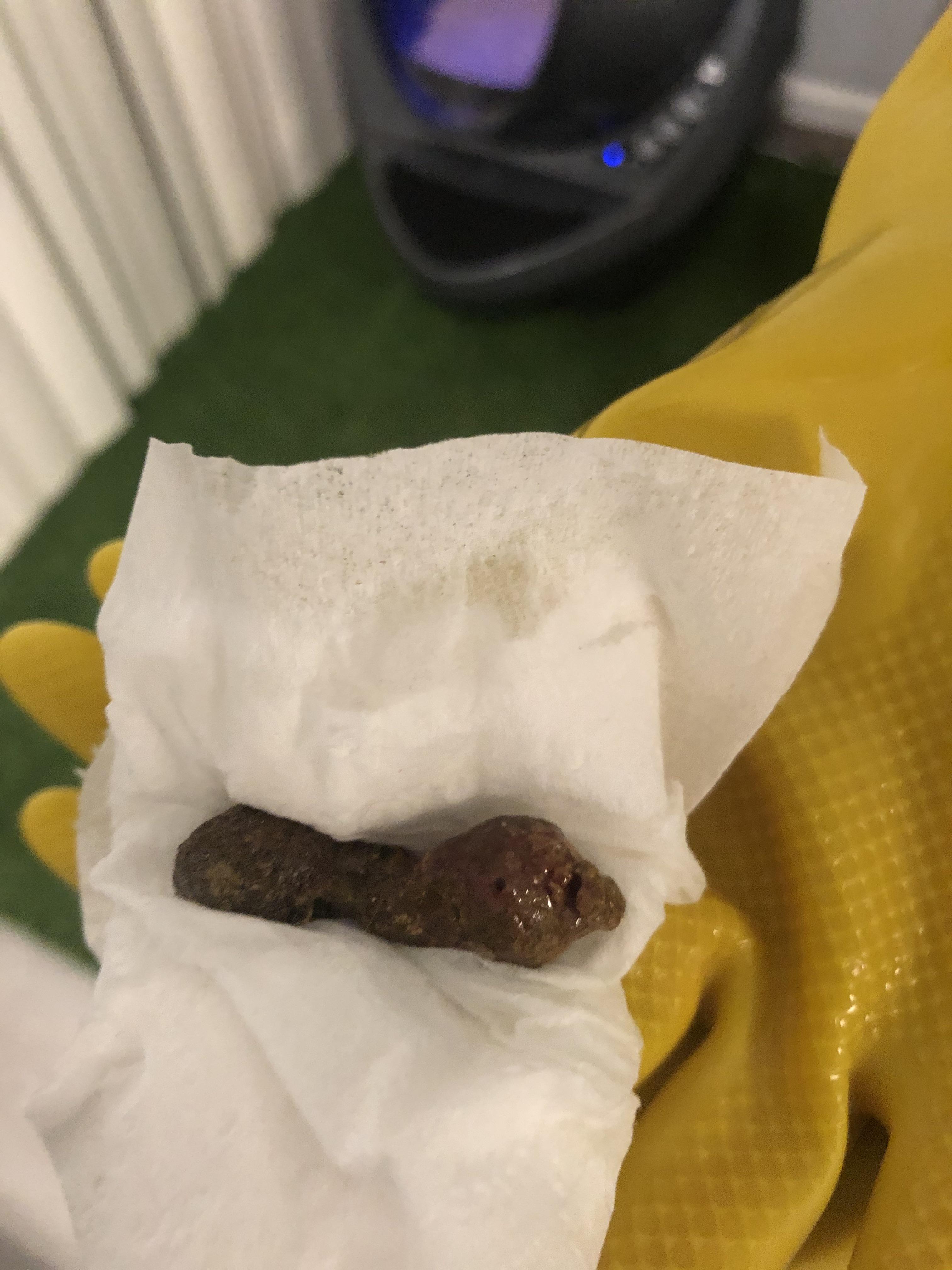 Got this little reddish tip on poop of cat. Should I be concerned? r/cat