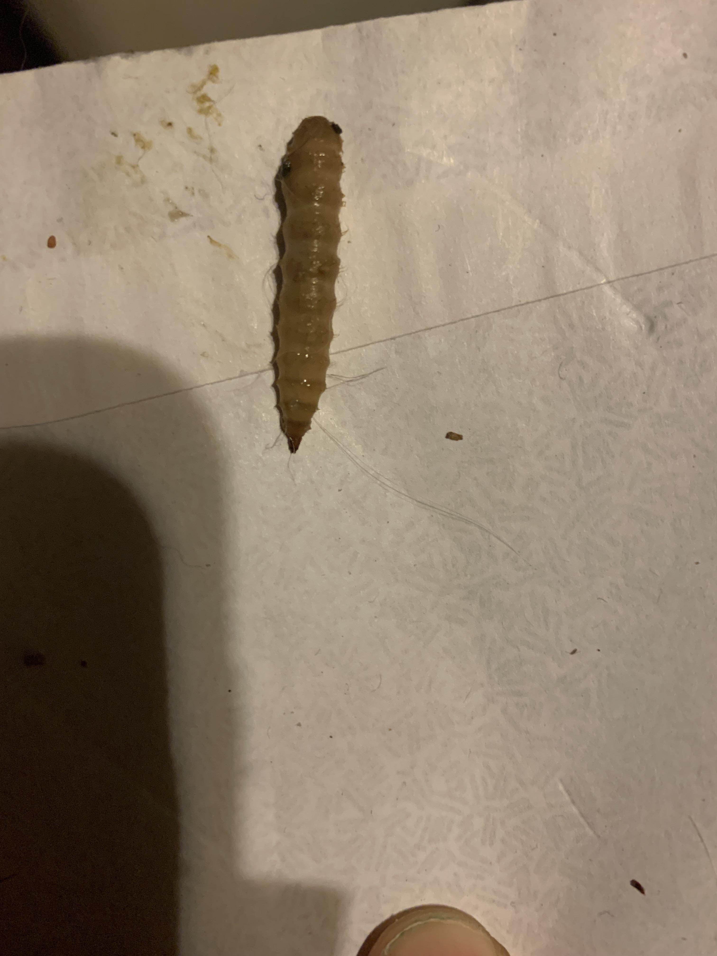 My dog just spit up like seven of these in a hair ball what are they