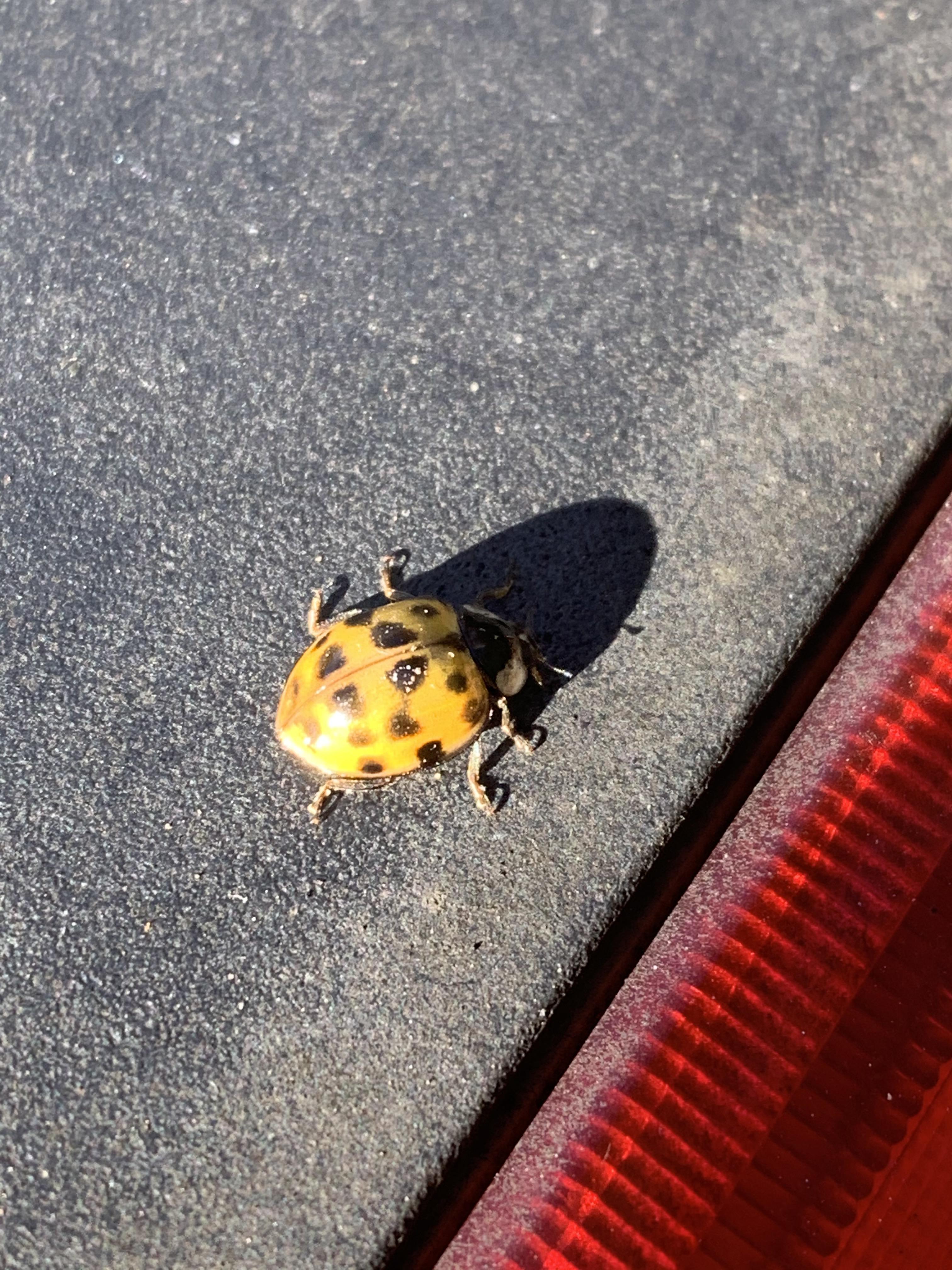 Yellow ladybug I just found on my car! r/RealLifeShinies
