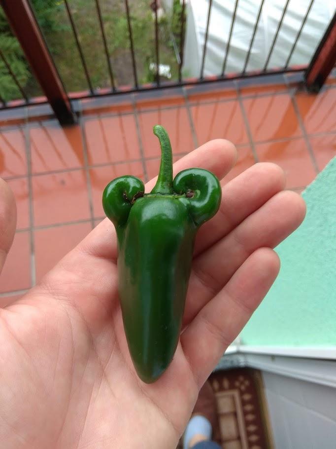 The strongest Jalapeno Pepper i have ever grown! r/HotPeppers