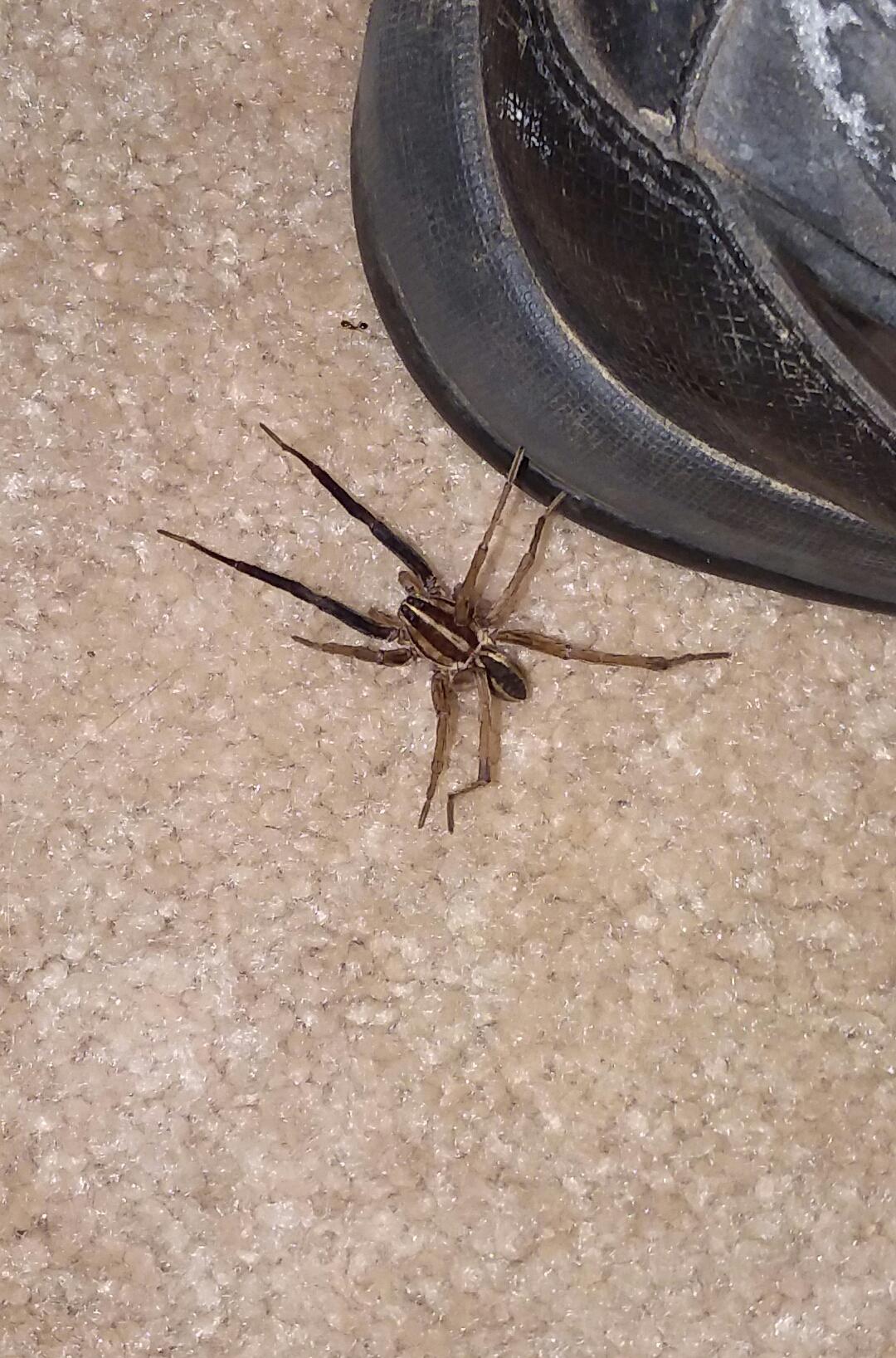 What is this? Piedmont of North Carolina, US r/spiders