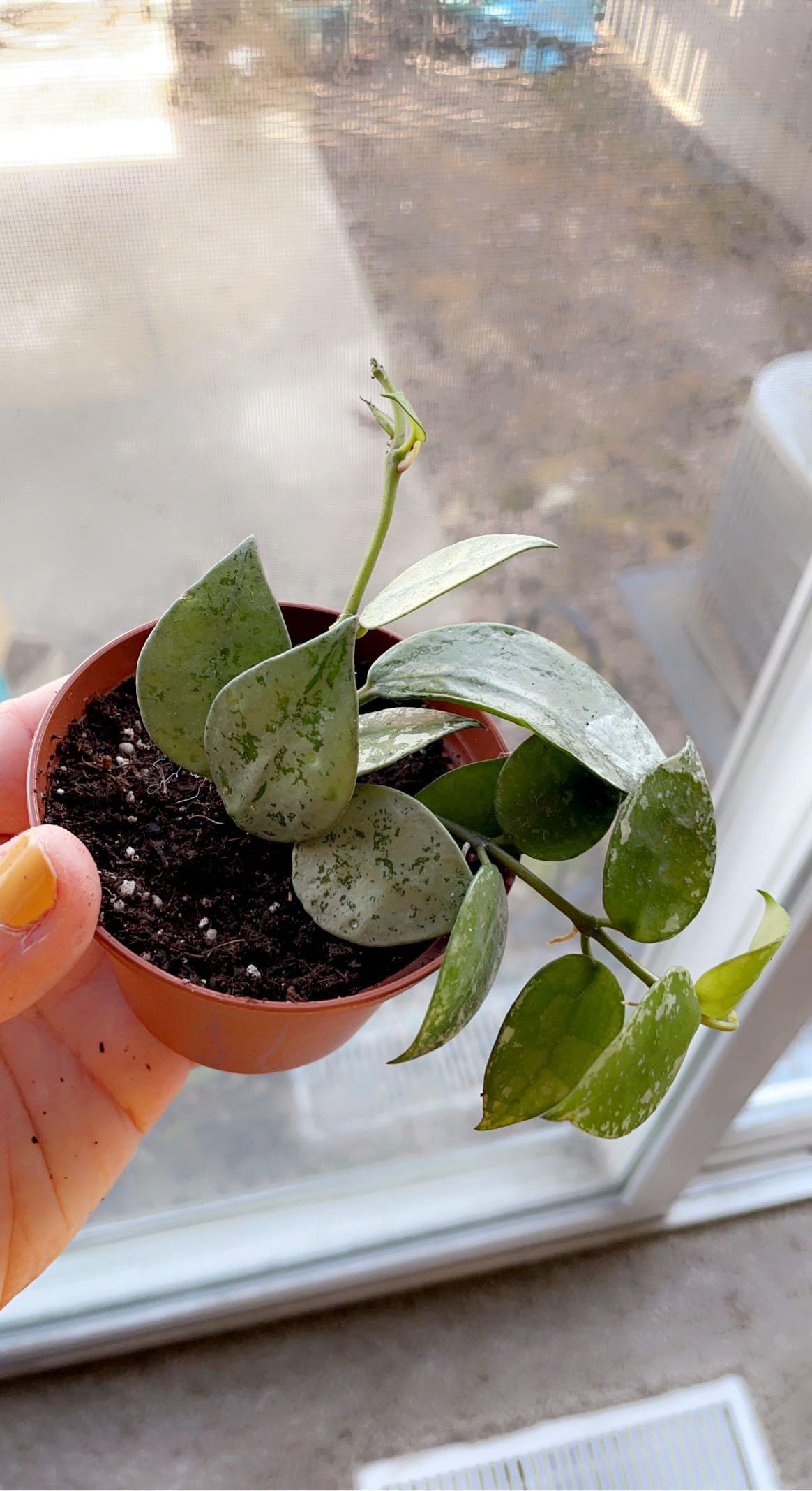 I feel like most of the blooming Hoyas I see on here are in leca or pon