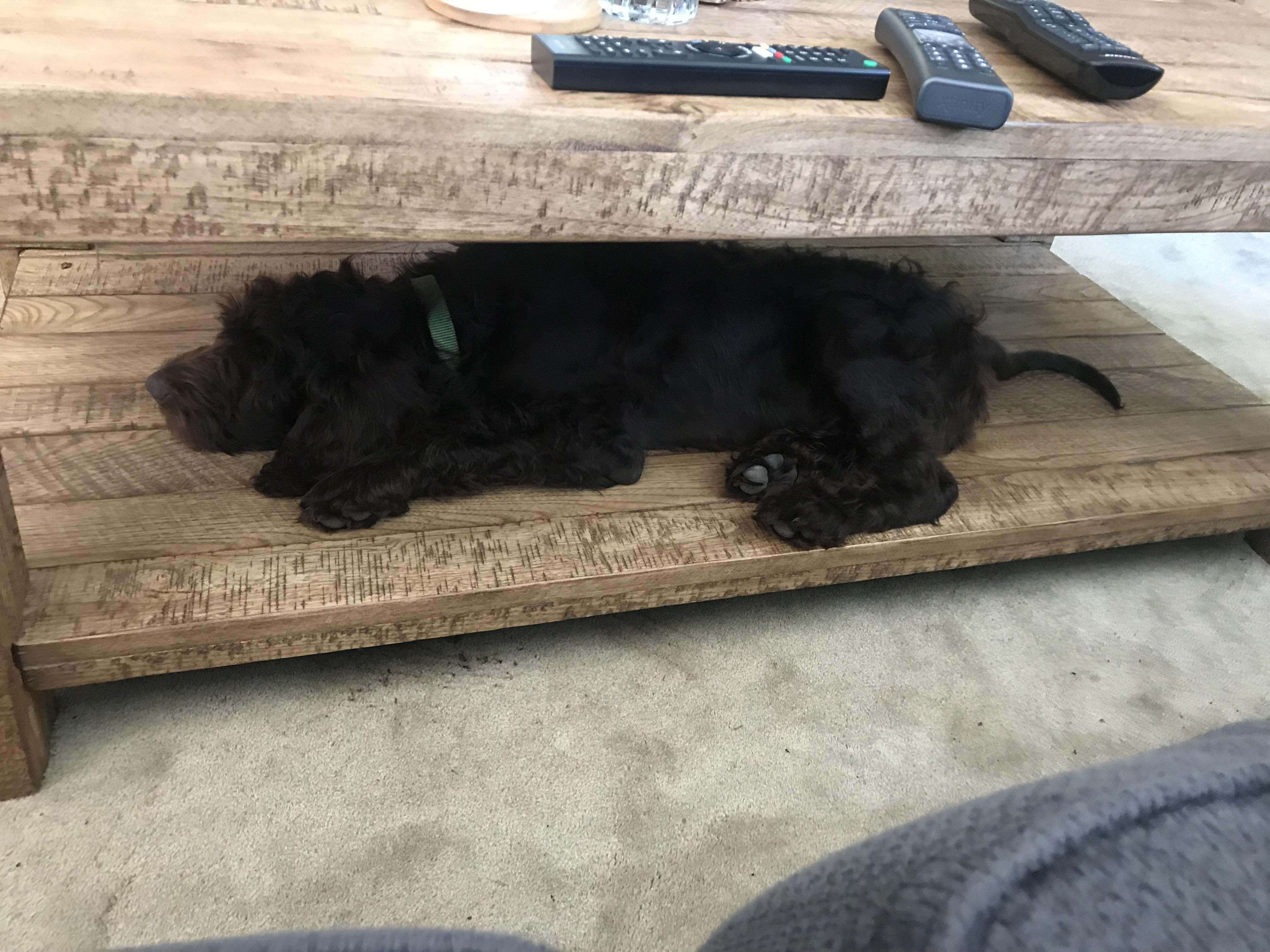 60 dog bed. nah, I take under the coffee table. Murphy’s new bed 4