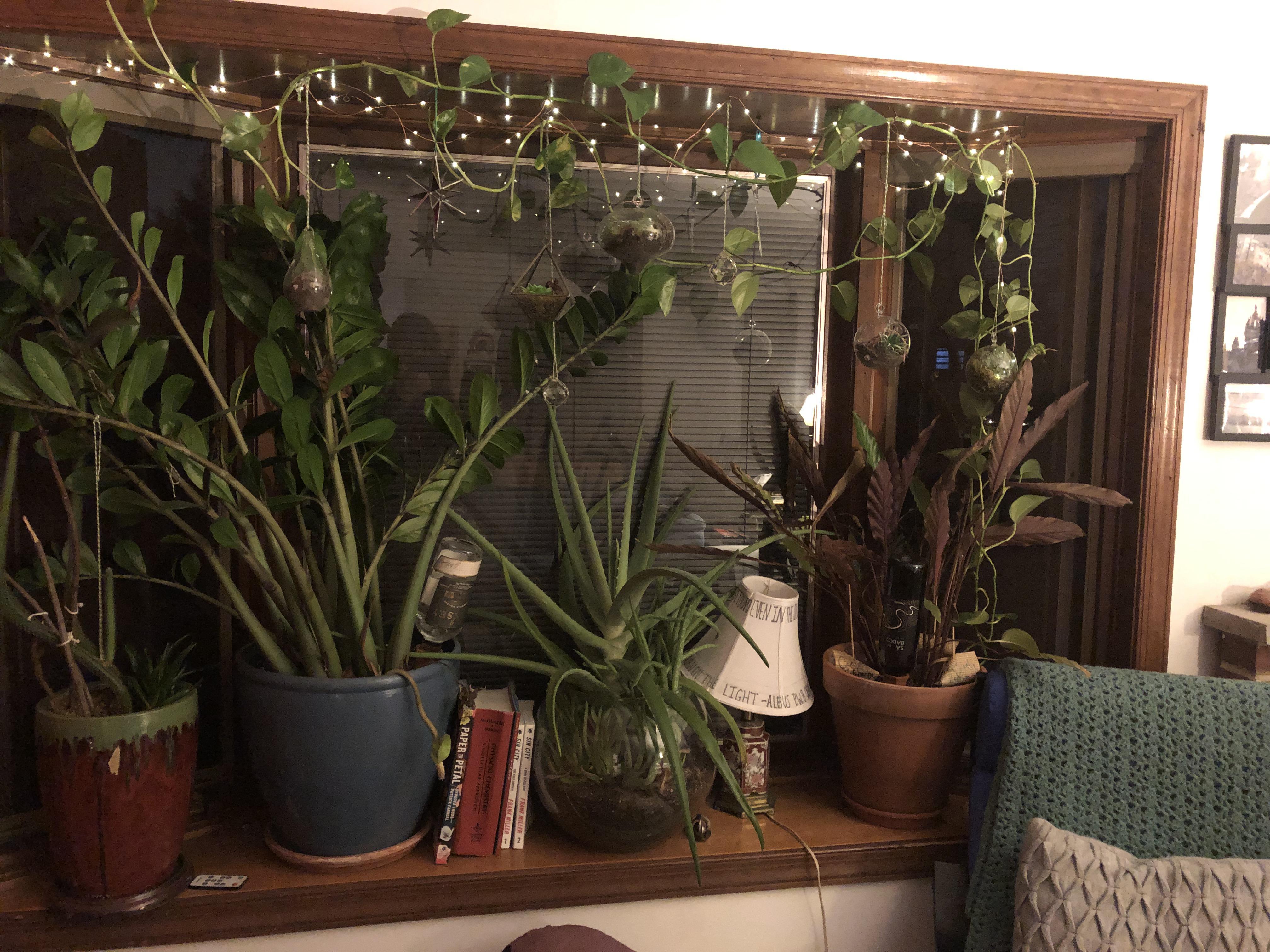 My babies loving this big bay window r/houseplants