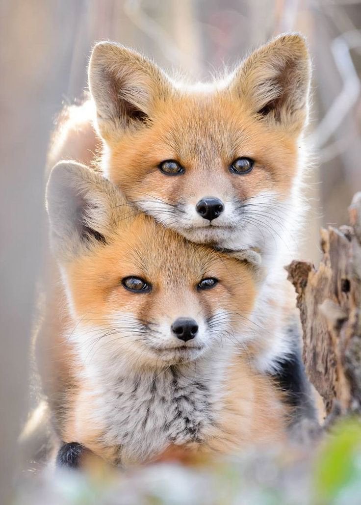 Why foxes are so cute r/aww