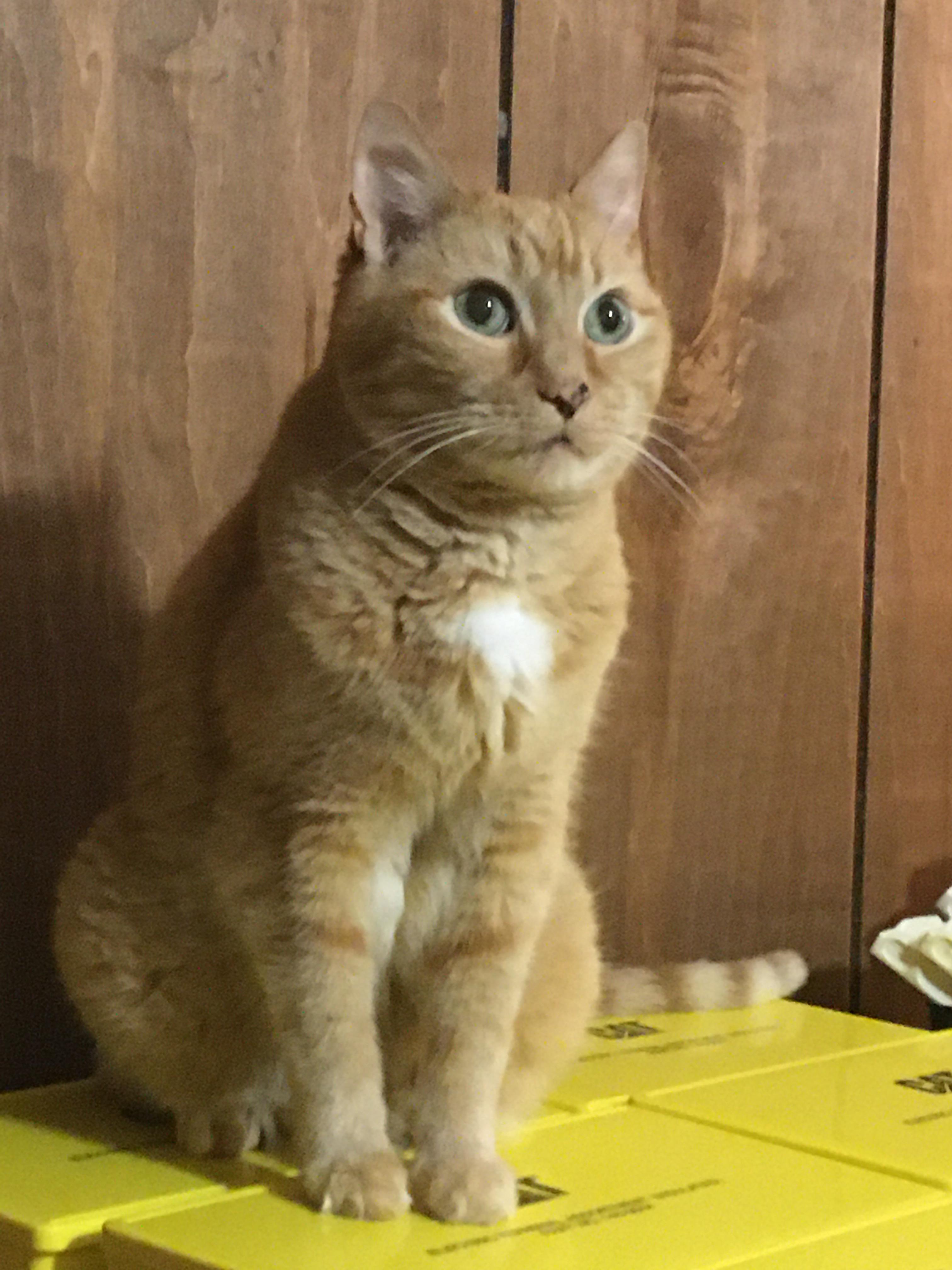 My old cat Rusty. He pretty much always had this look on his face. r