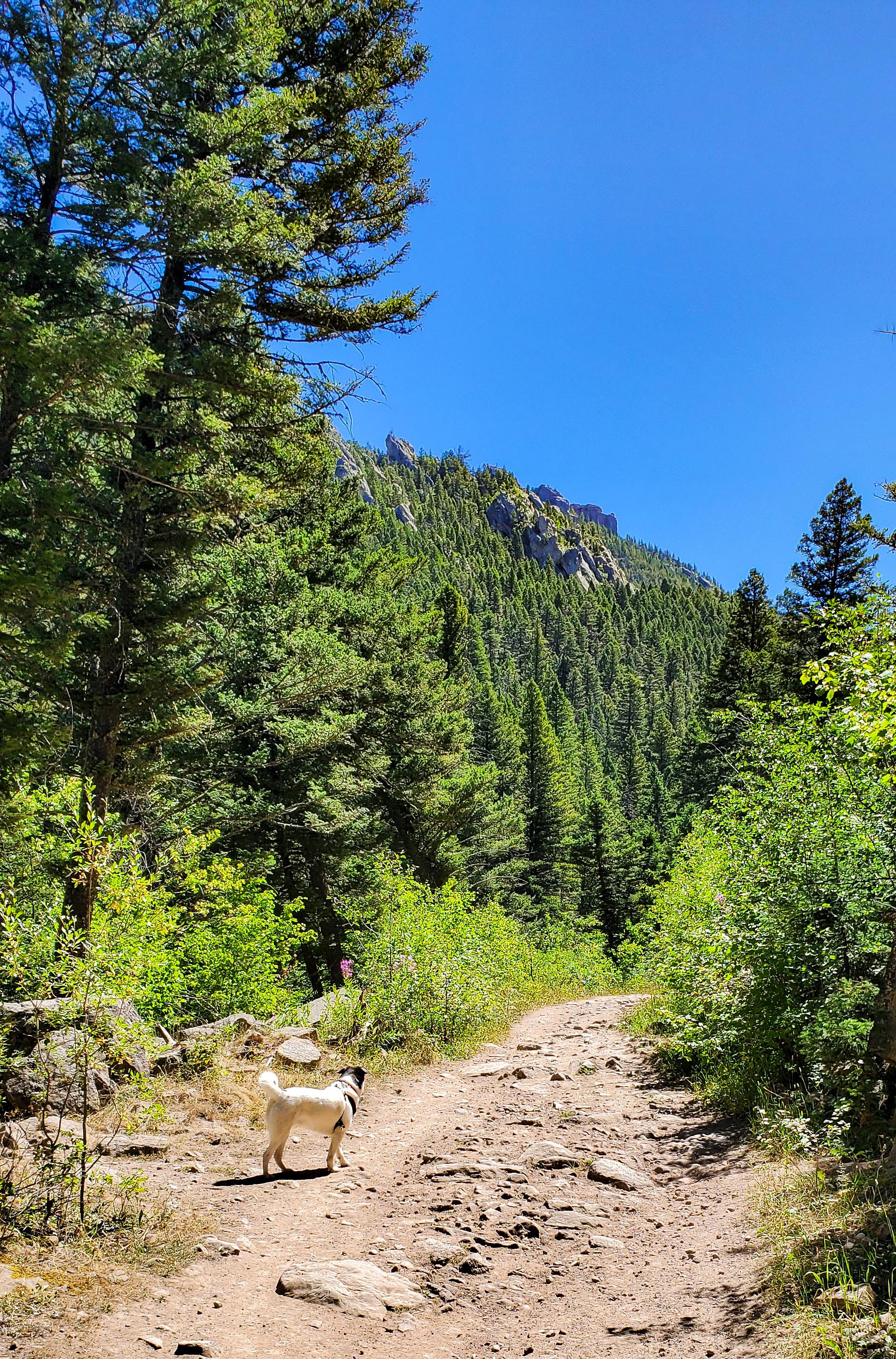 Adventure is just around the bend. Bear Canyon Trail, Bozeman MT r