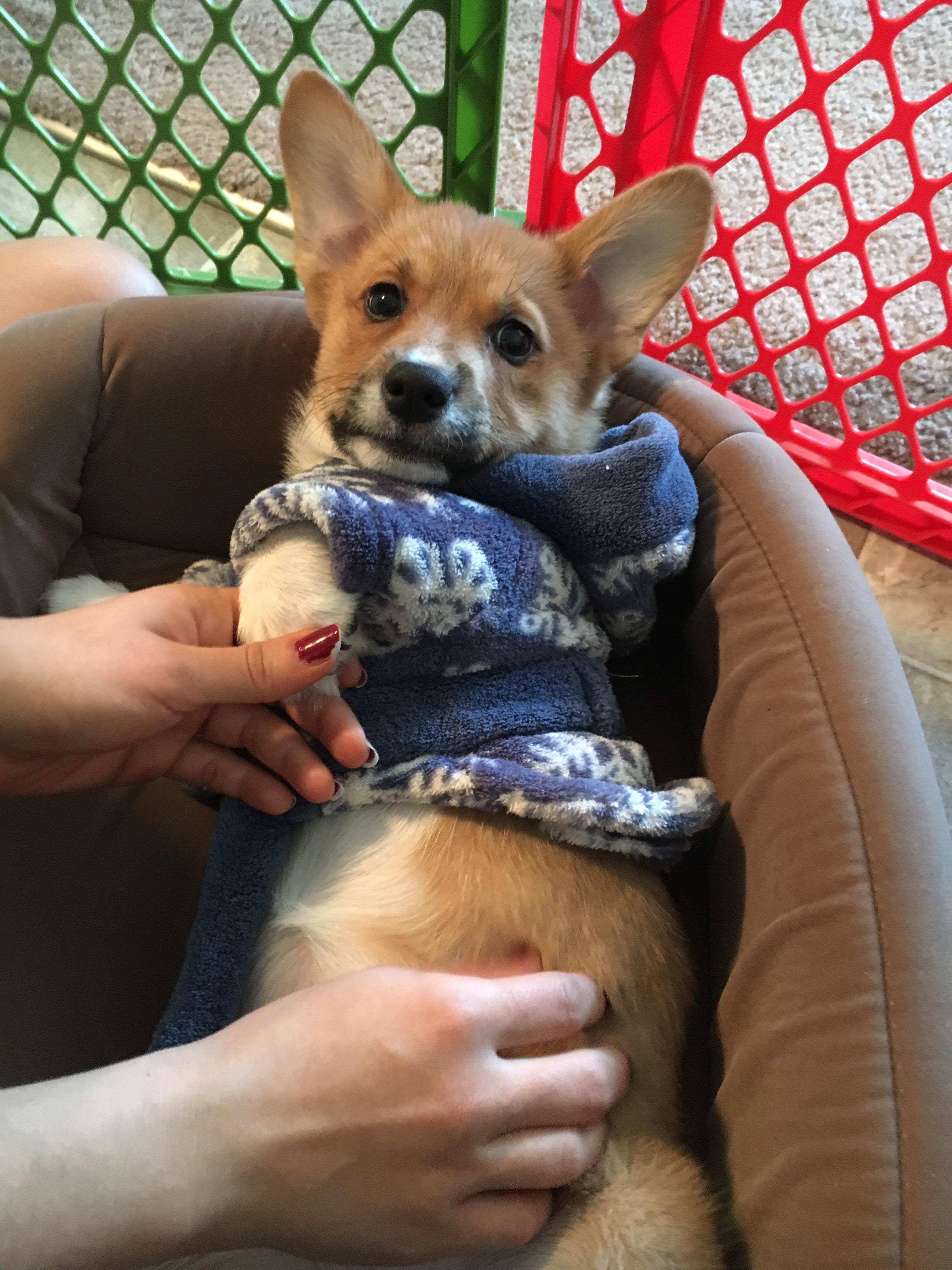 Finally added my dream dog to the family. Say hello to Vivi!