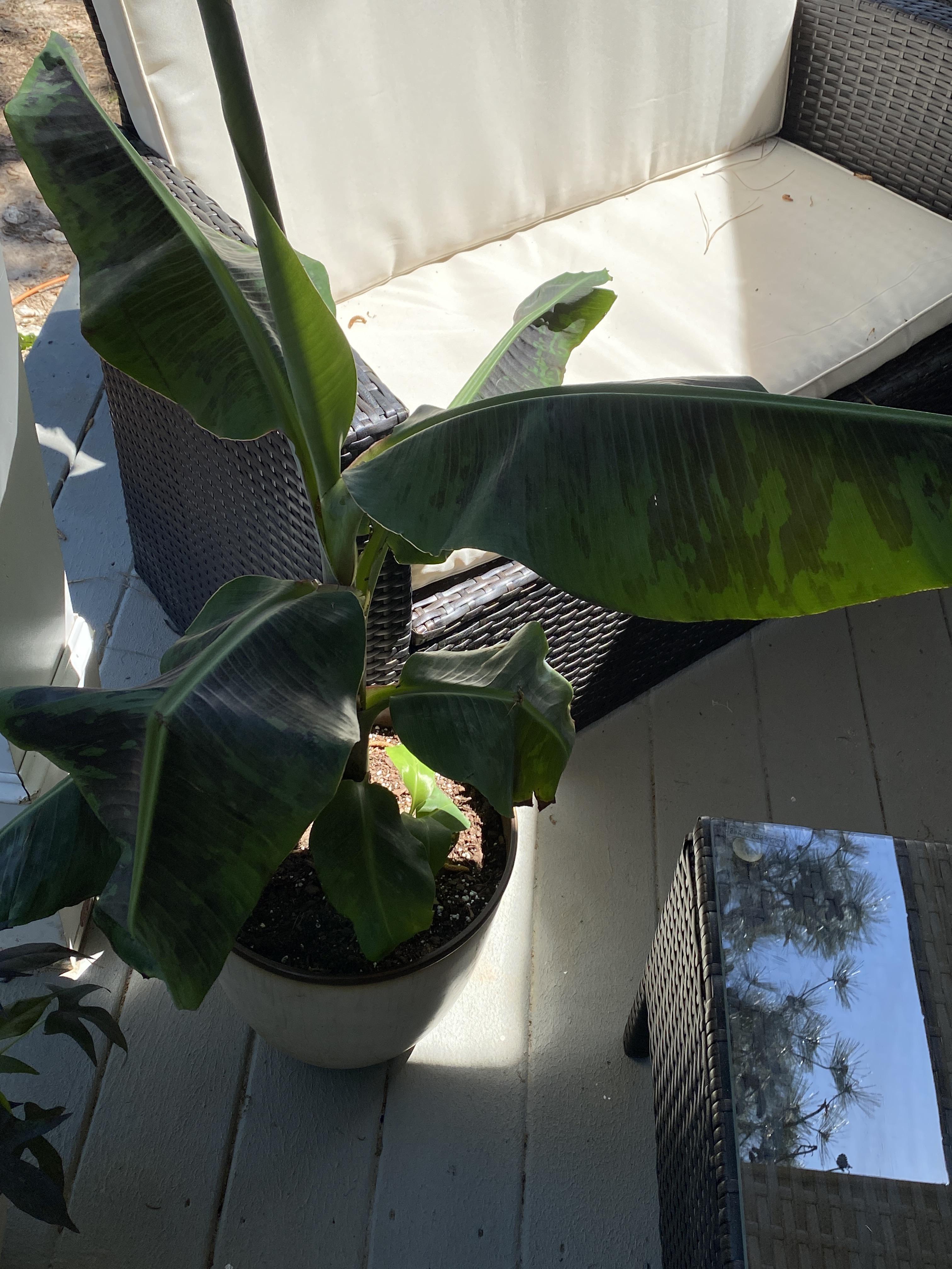 Anyone know why my banana leaves are droopy. The change is I put her outside r/houseplants