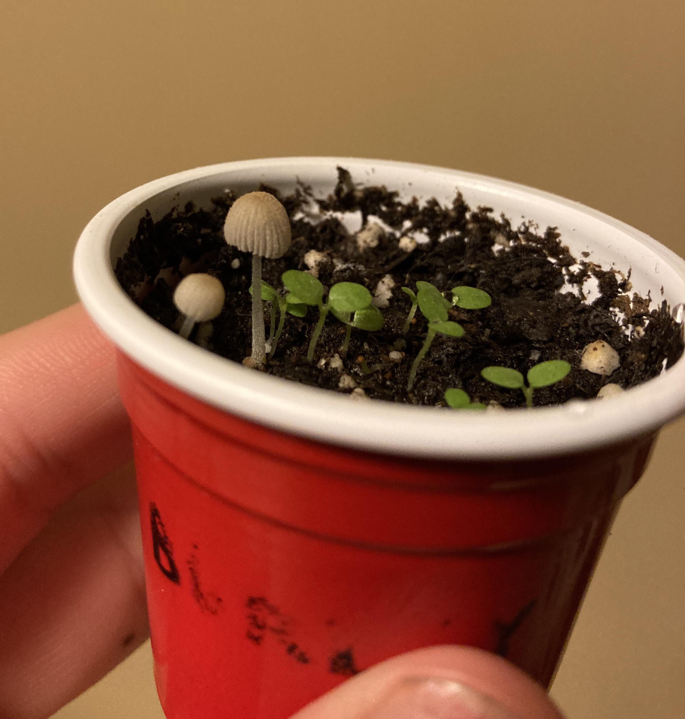 These mushrooms that are growing alongside my tobacco plants. Planted into potting soil. Not