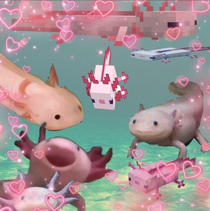 Axolotl Wallpaper