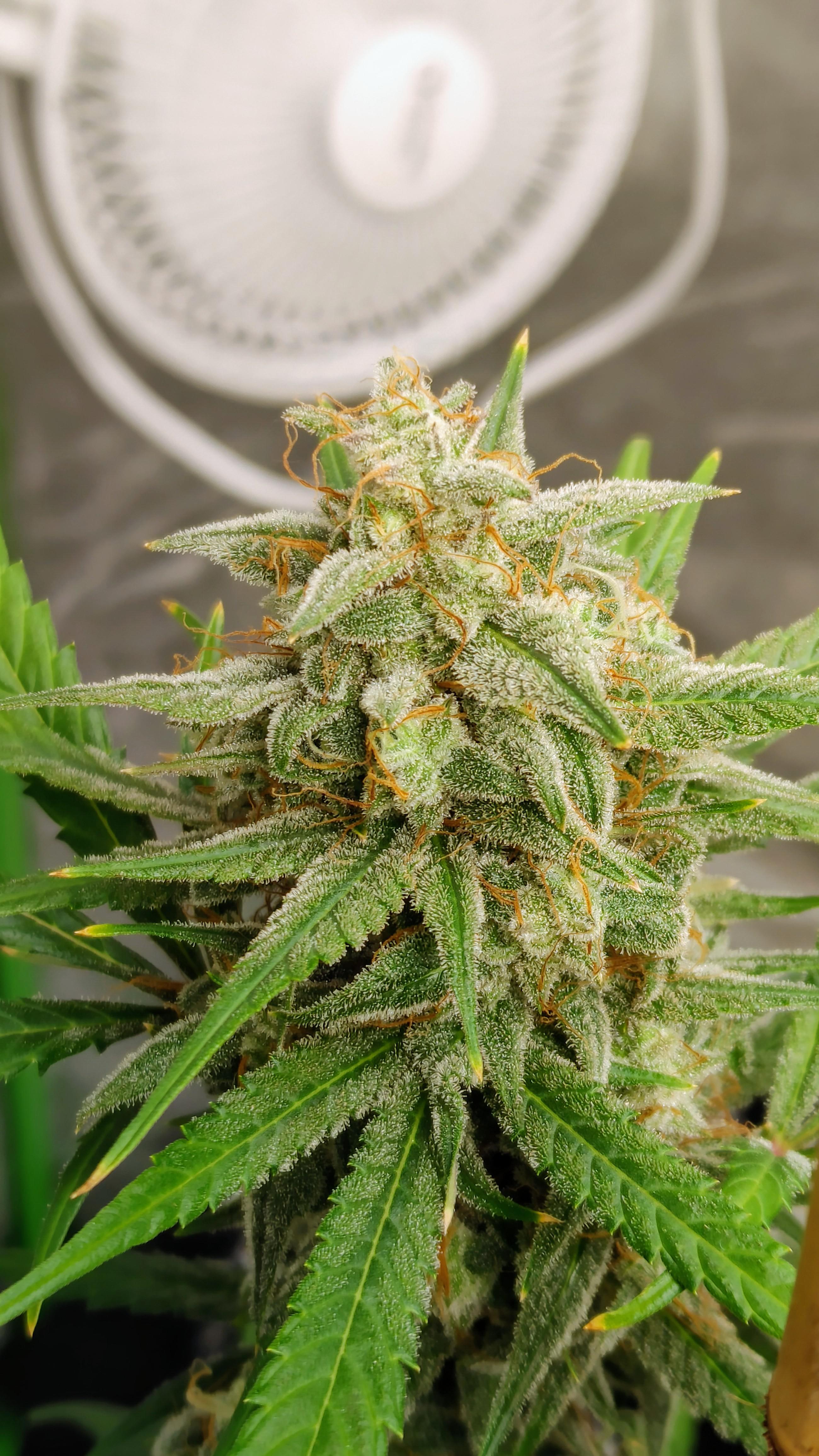 🍇🍇 lower🤤 not to long now. Best smelling flower I have grown to date