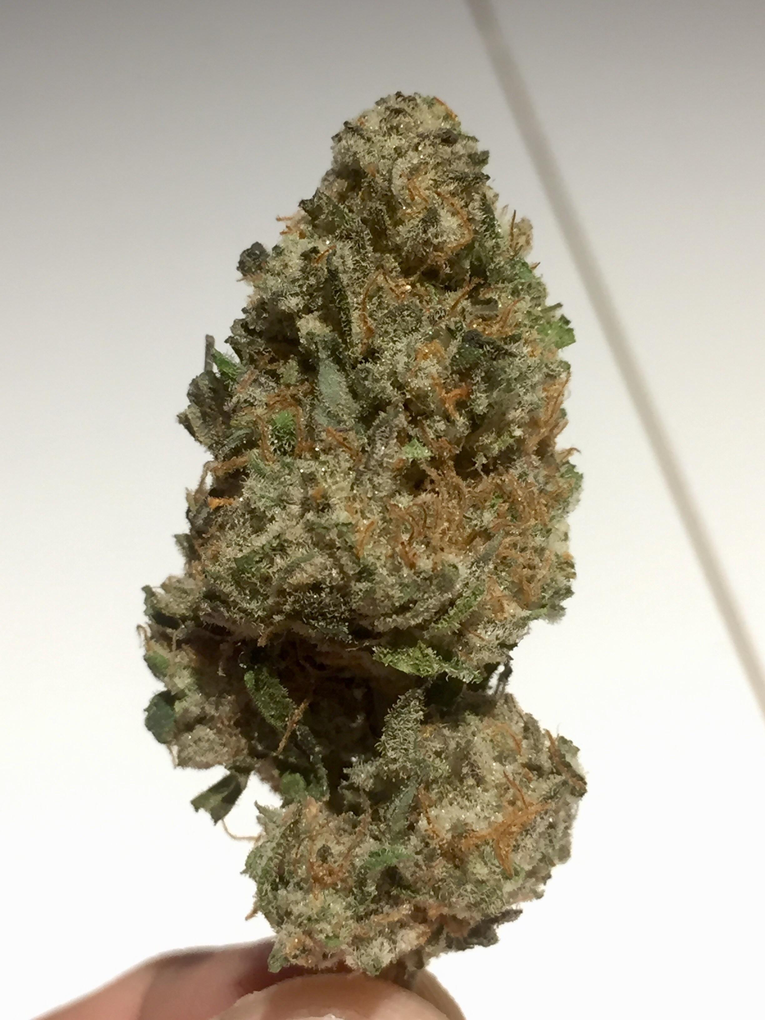 Papaya Kush TheBhothority November 2018 r/MOMpics