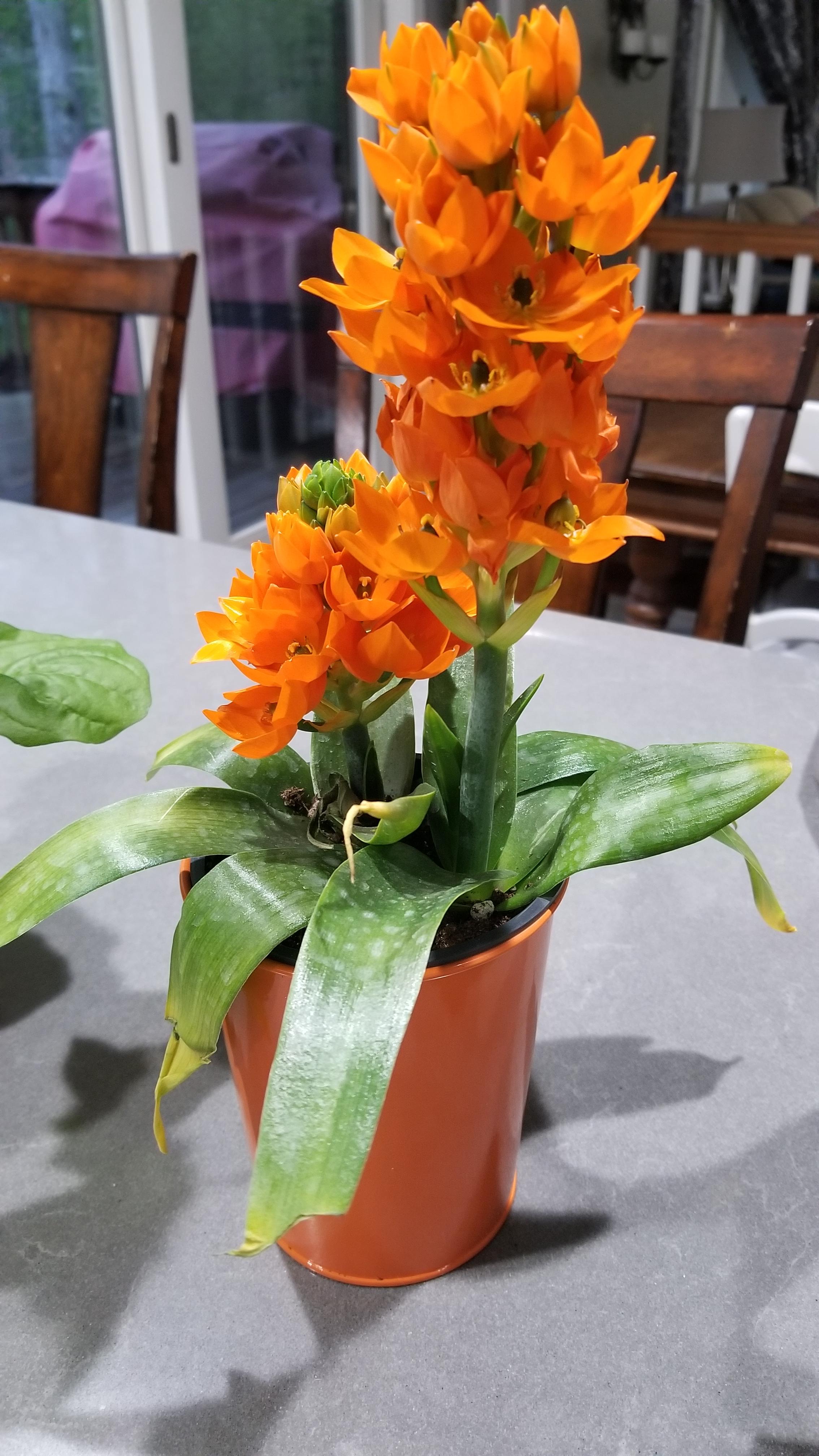 Hello again! Does anyone recognize this flower? Got it for mother's day