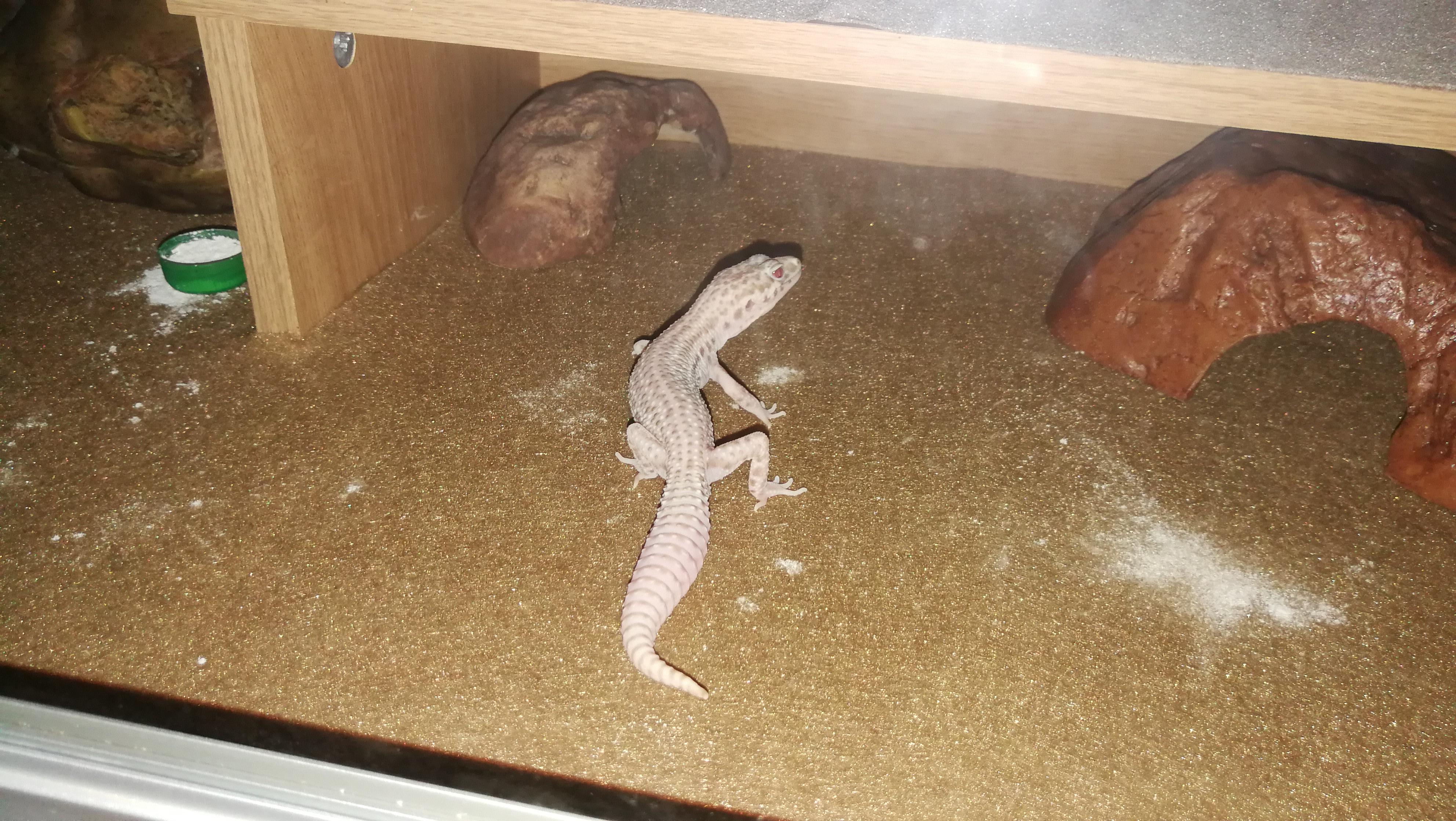 Leopard Gecko Size Age Chart