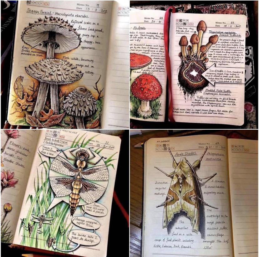 Jo brown’s beautiful nature journal, created to record the small