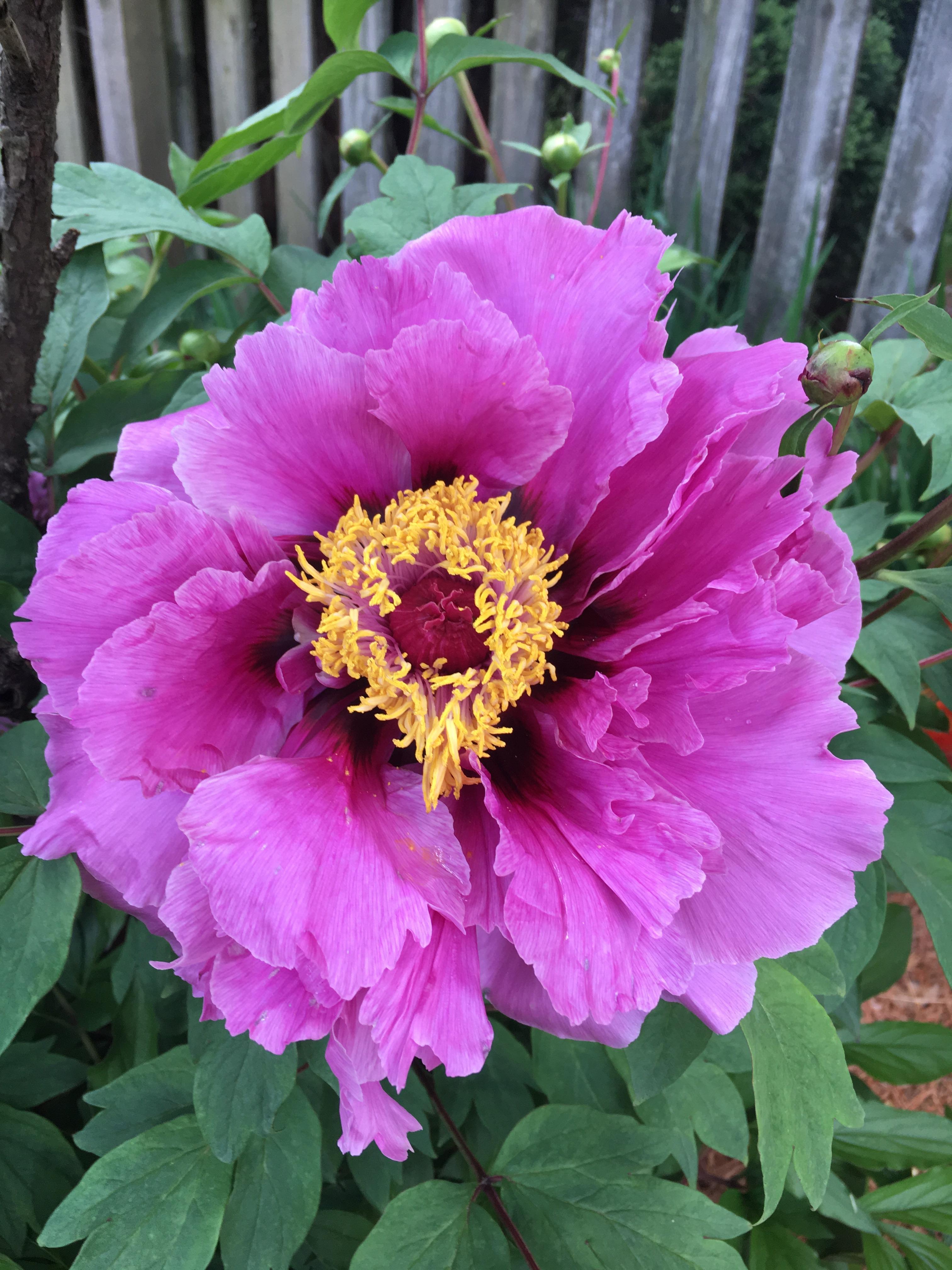 Cheese flower r/forbiddensnacks