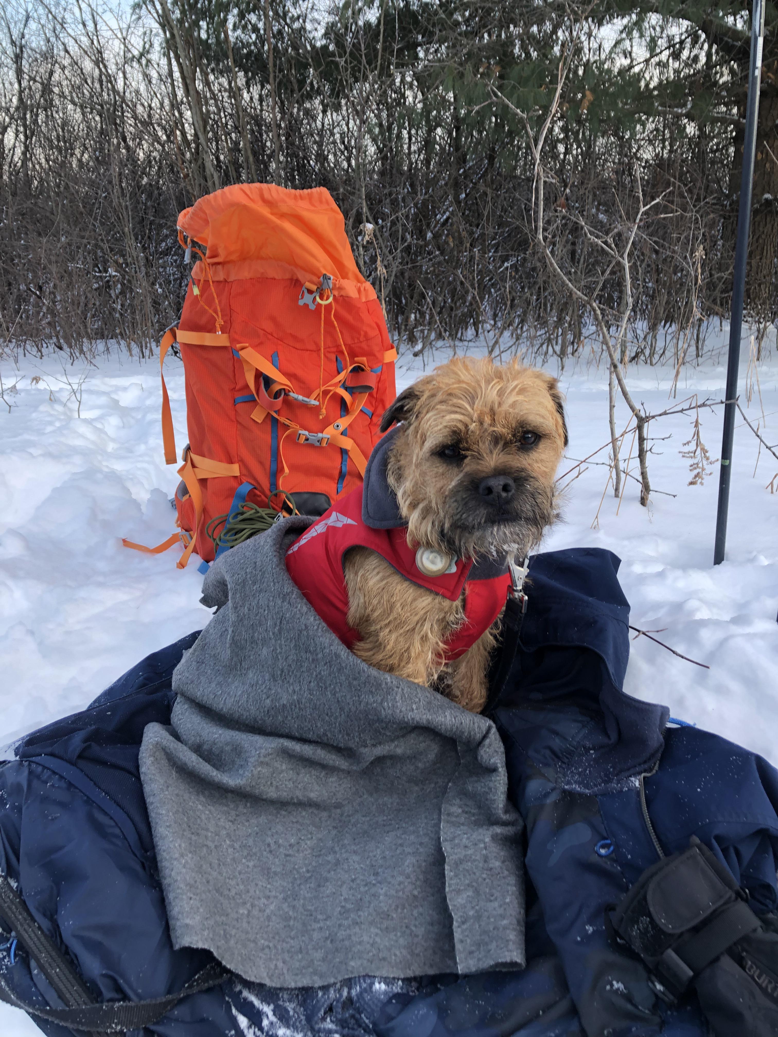Border Terriers make great summer and winter camping buddies. (Snowshoe