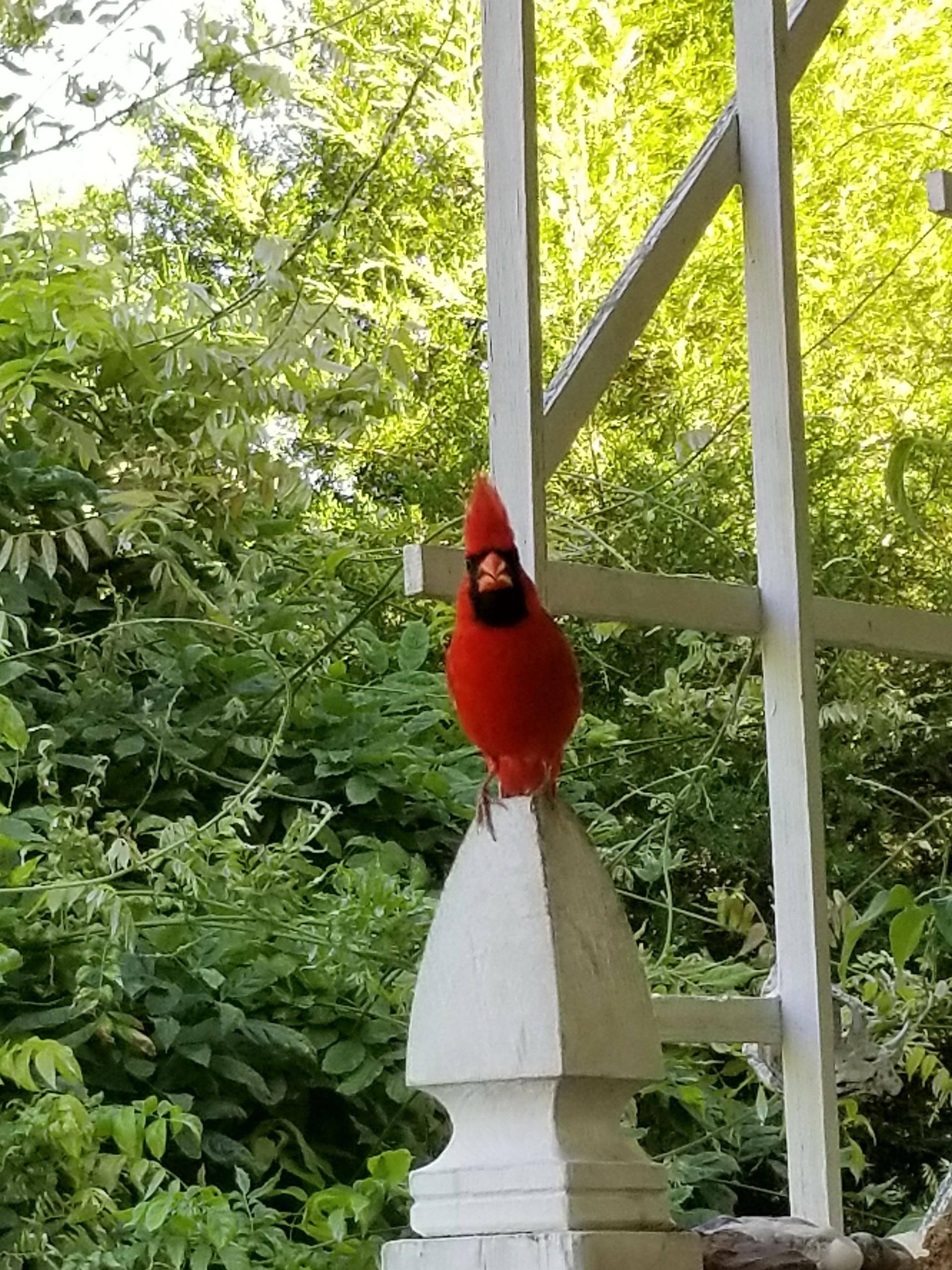 A cardinal visited my porch. r/BeAmazed