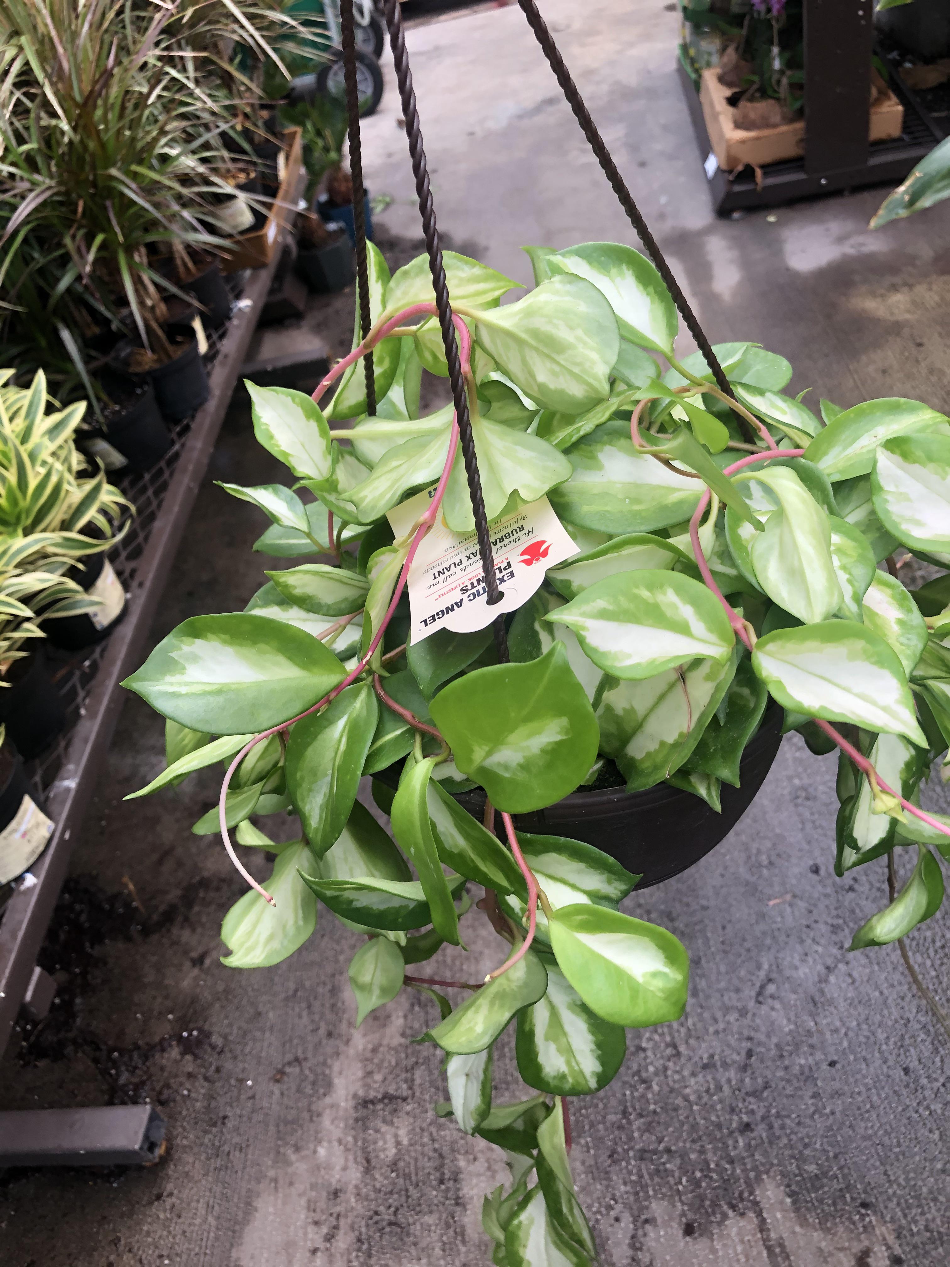 Hoya Princess(?) at Lowes!!!!! r/plantwatch