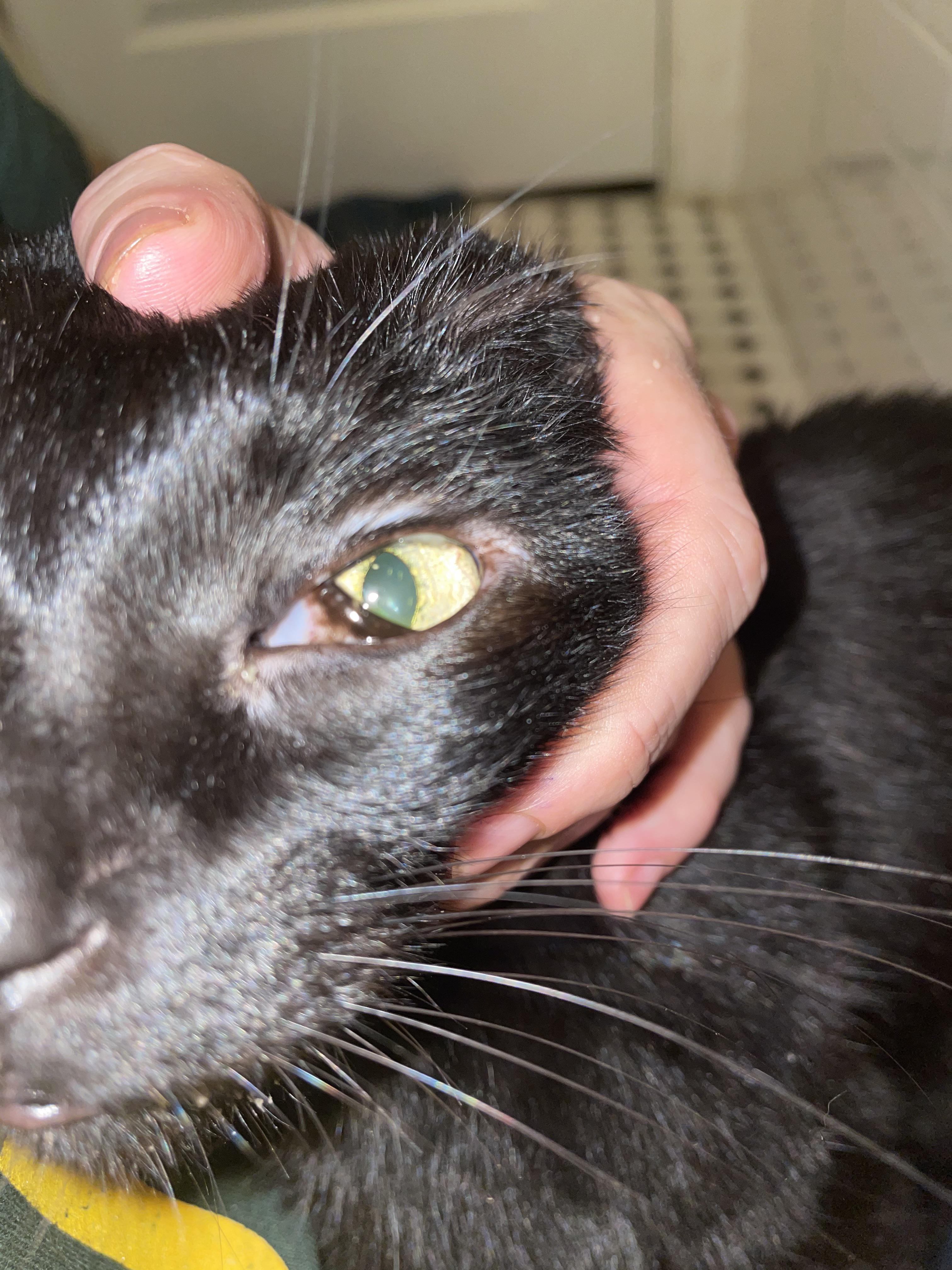 Feline Eye Problems Third Eyelid How To Spot Cat Eye Infections