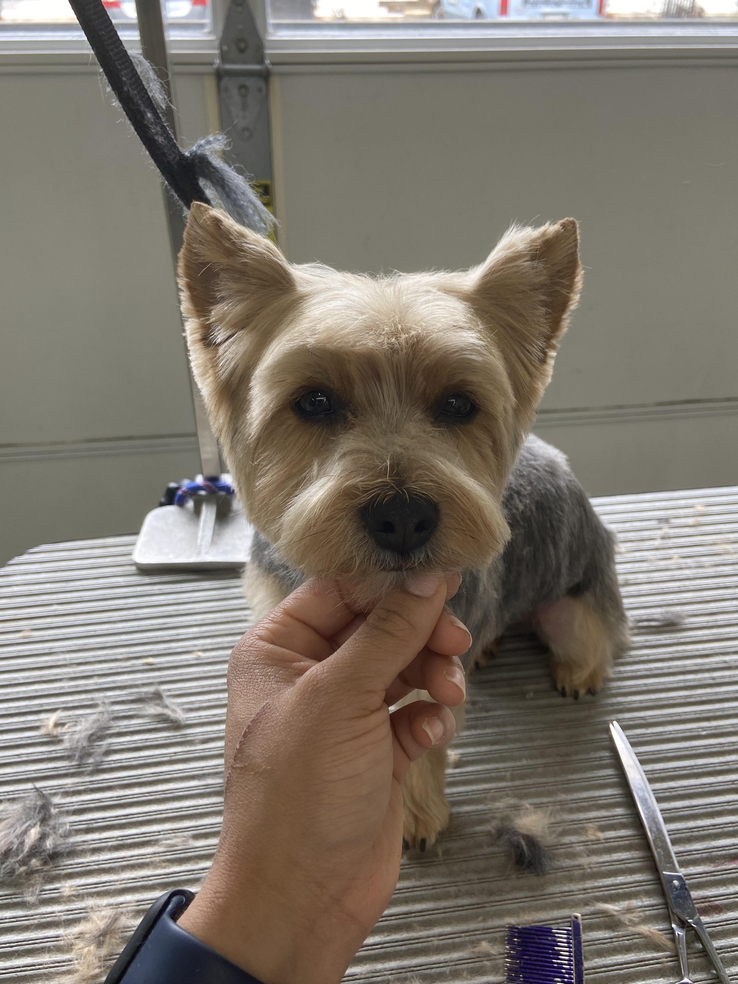 Teddy Bear Cut Yorkie