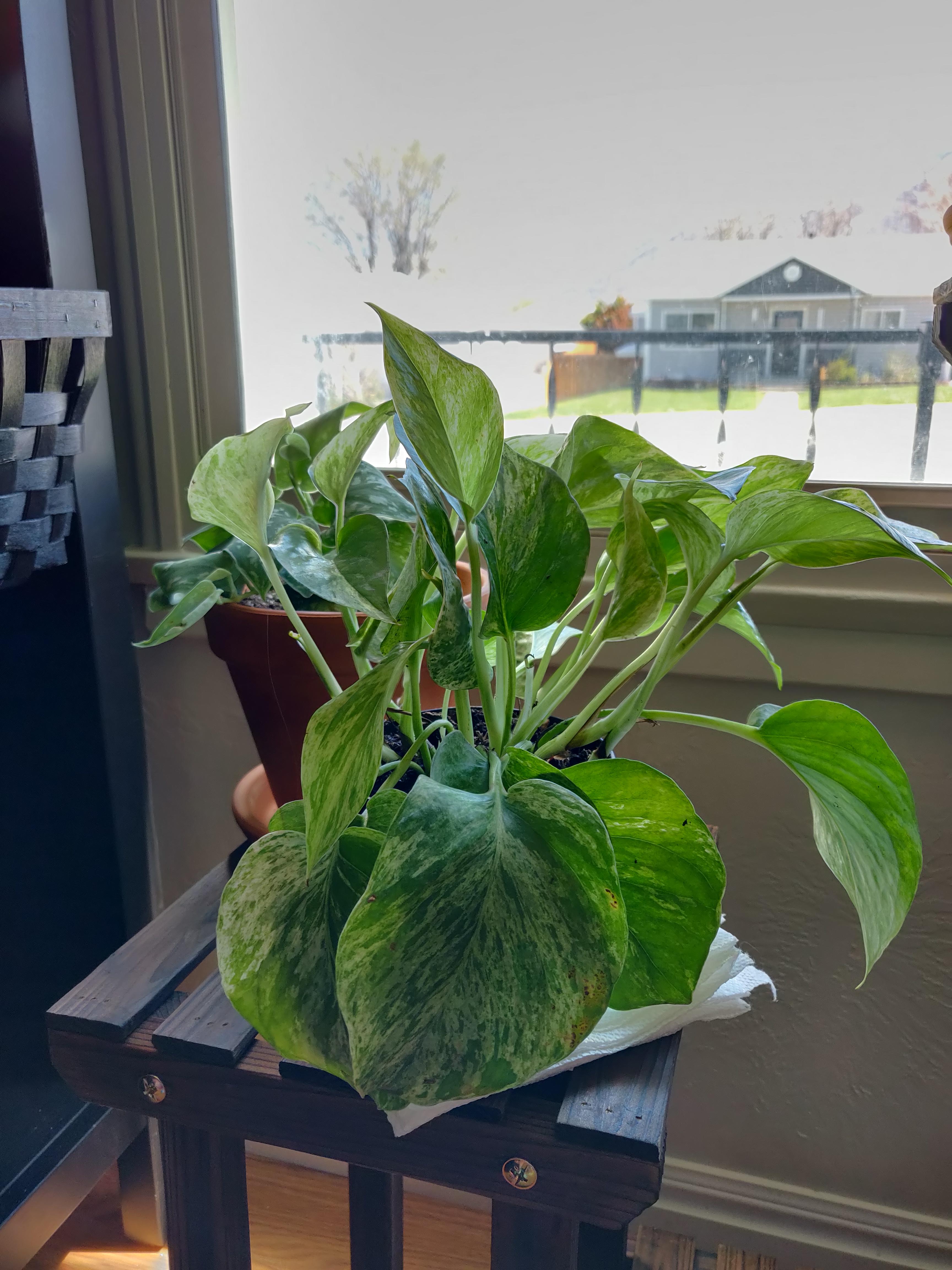 Why is my Marble Queen falling over? Normal? Doesn't need water and gets plenty of sun r