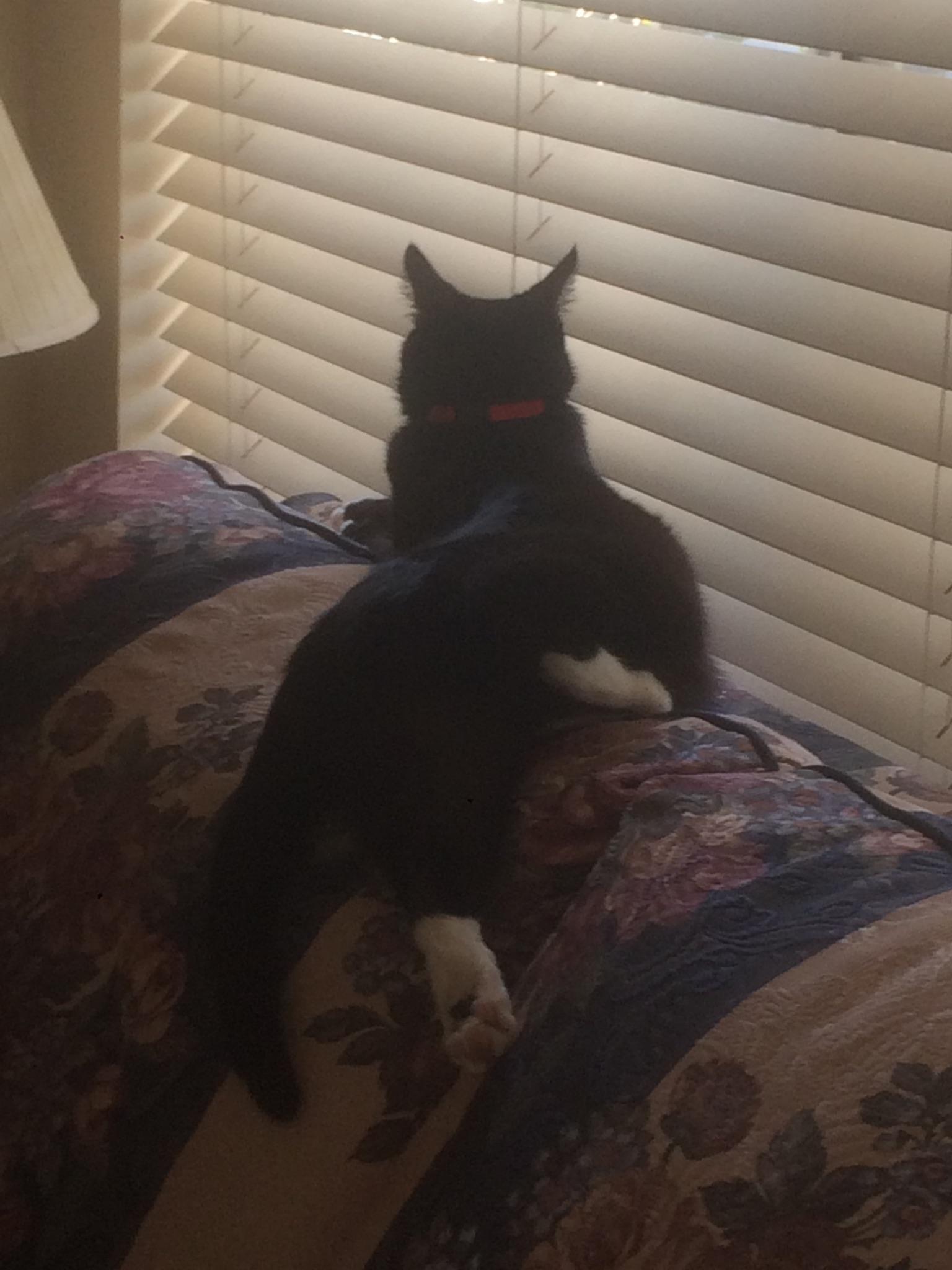 My cat always pounces at my legs and scares the shit out of me every