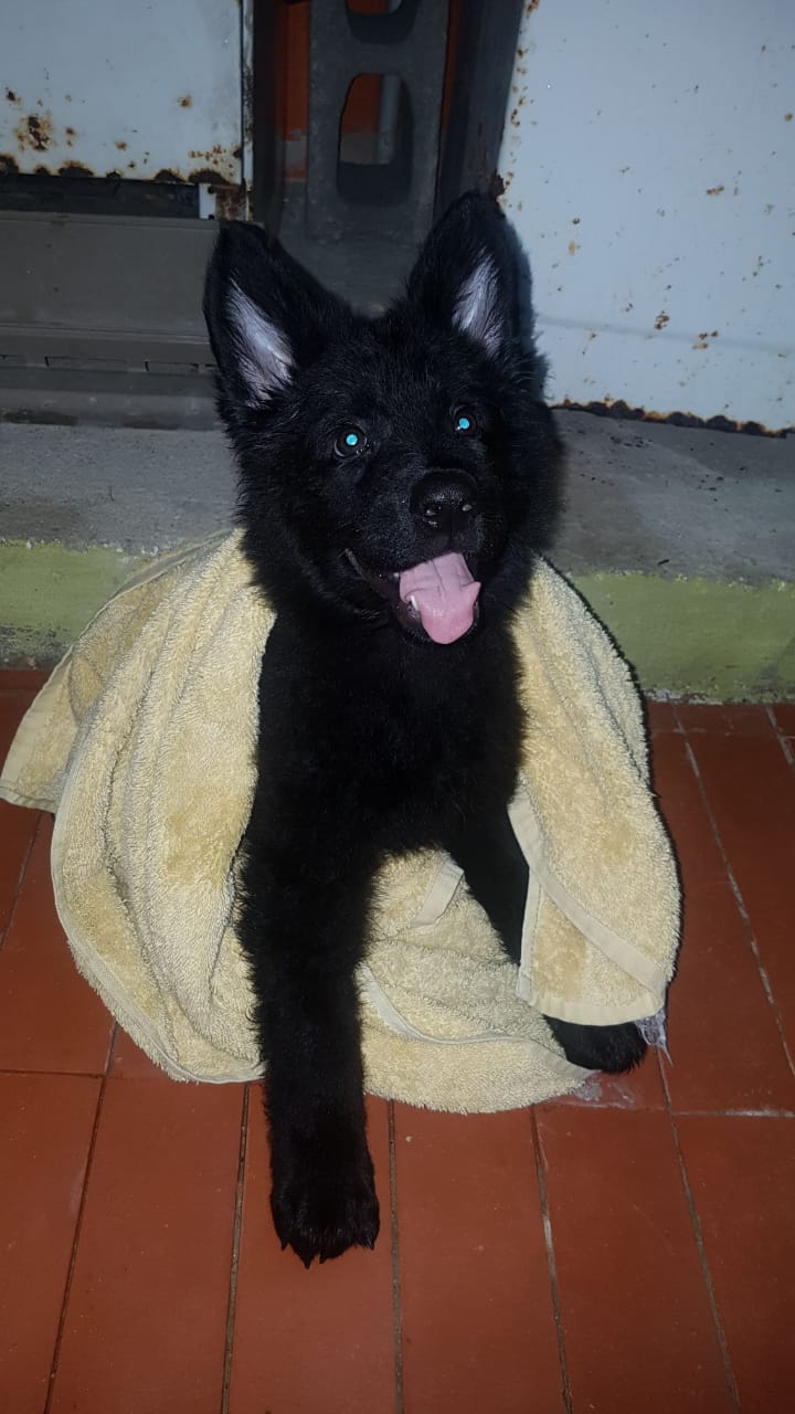 Meet Wolf! Our black German Shepherd r/germanshepherds