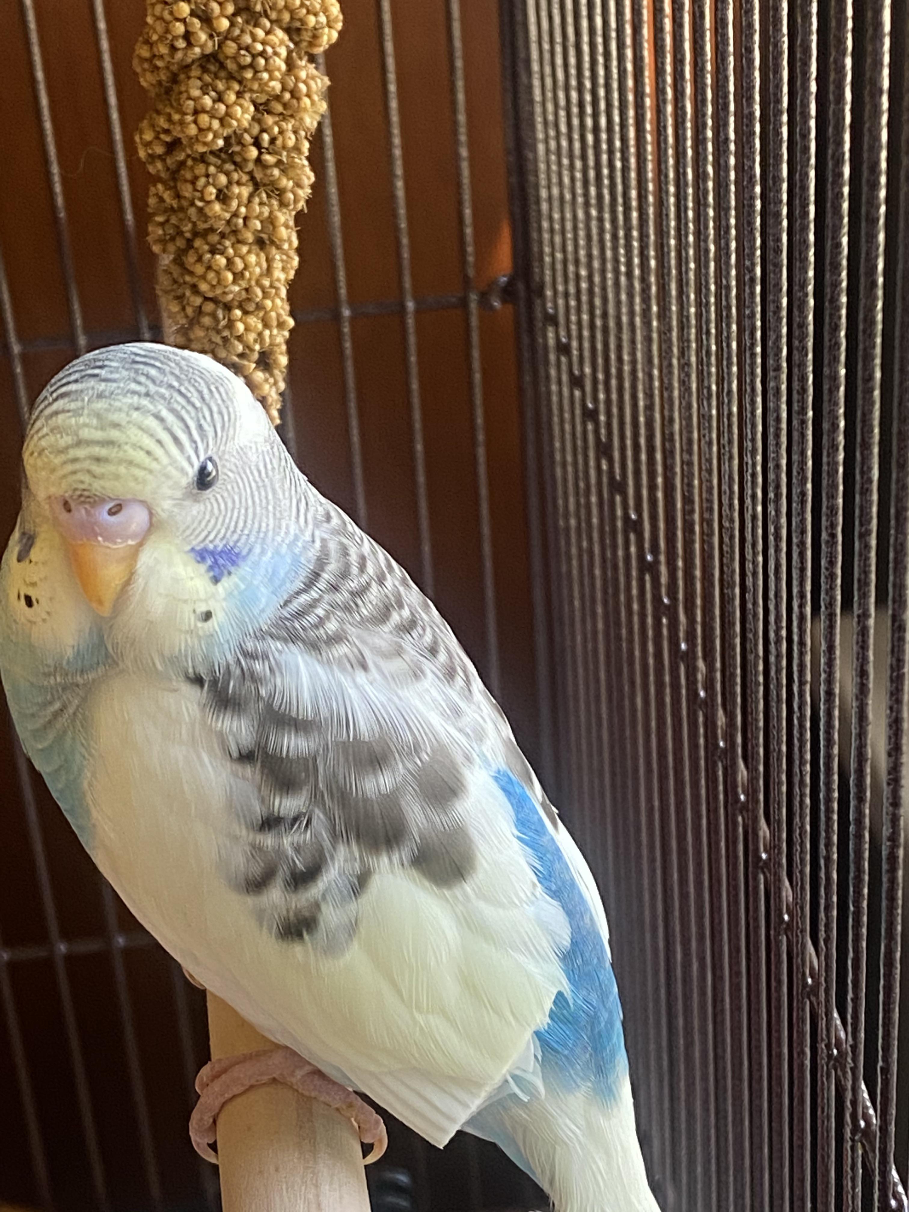 New budgie owner!! Tips and advice?? r/budgies
