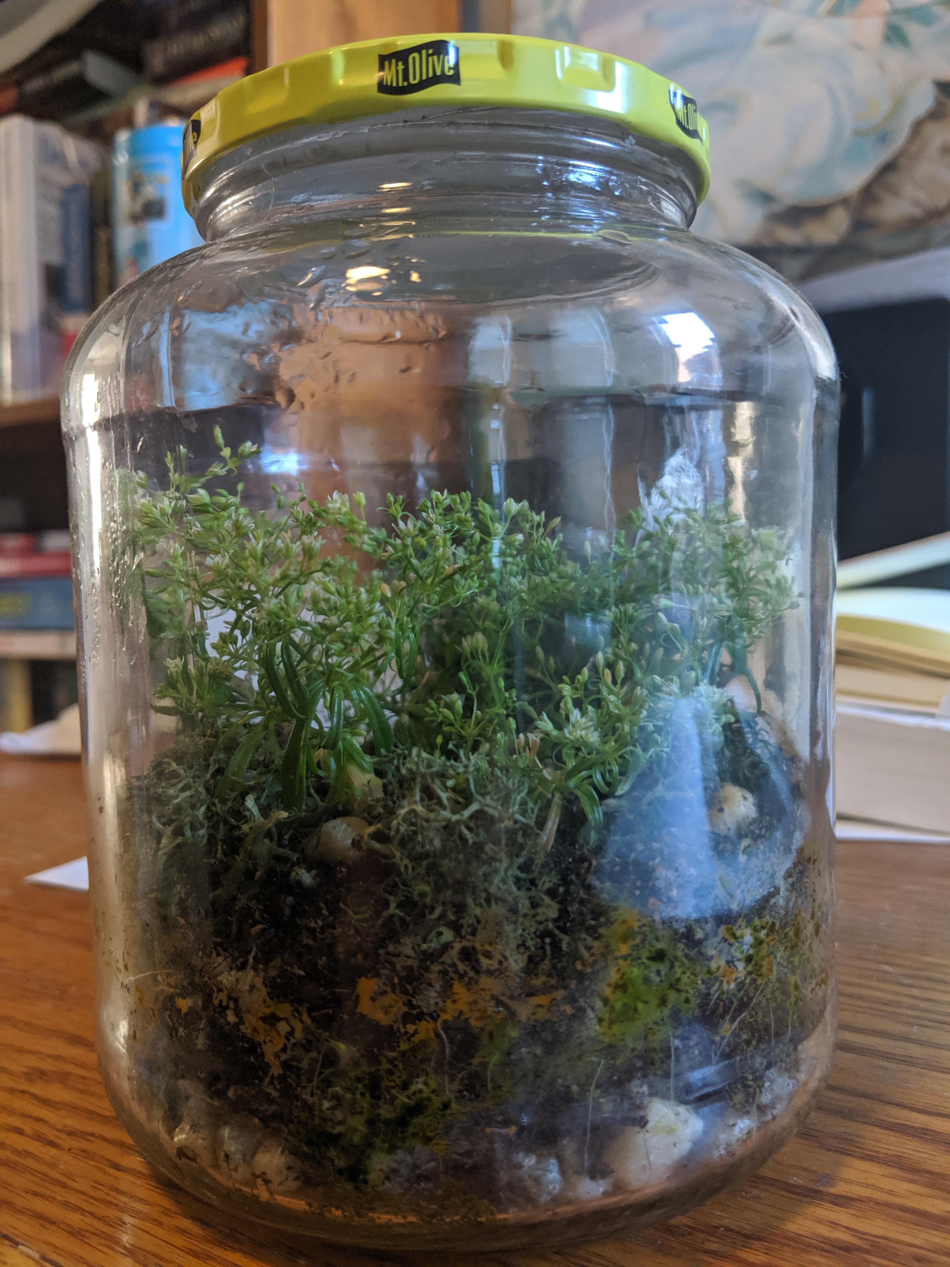 I created a sealed terrarium for a weed from my yard in Boston. What is