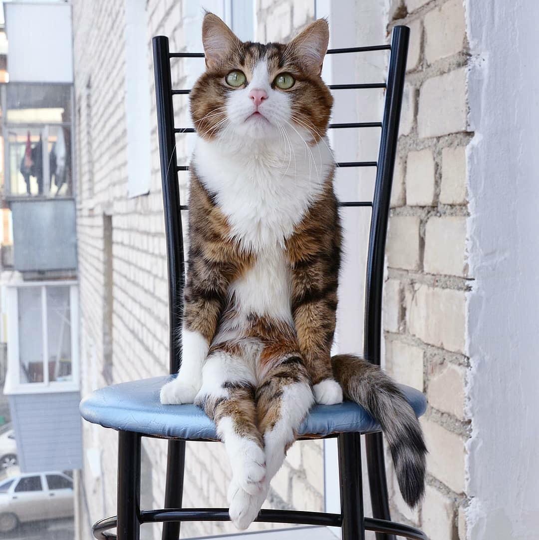PsBattle this cat sitting on a chair