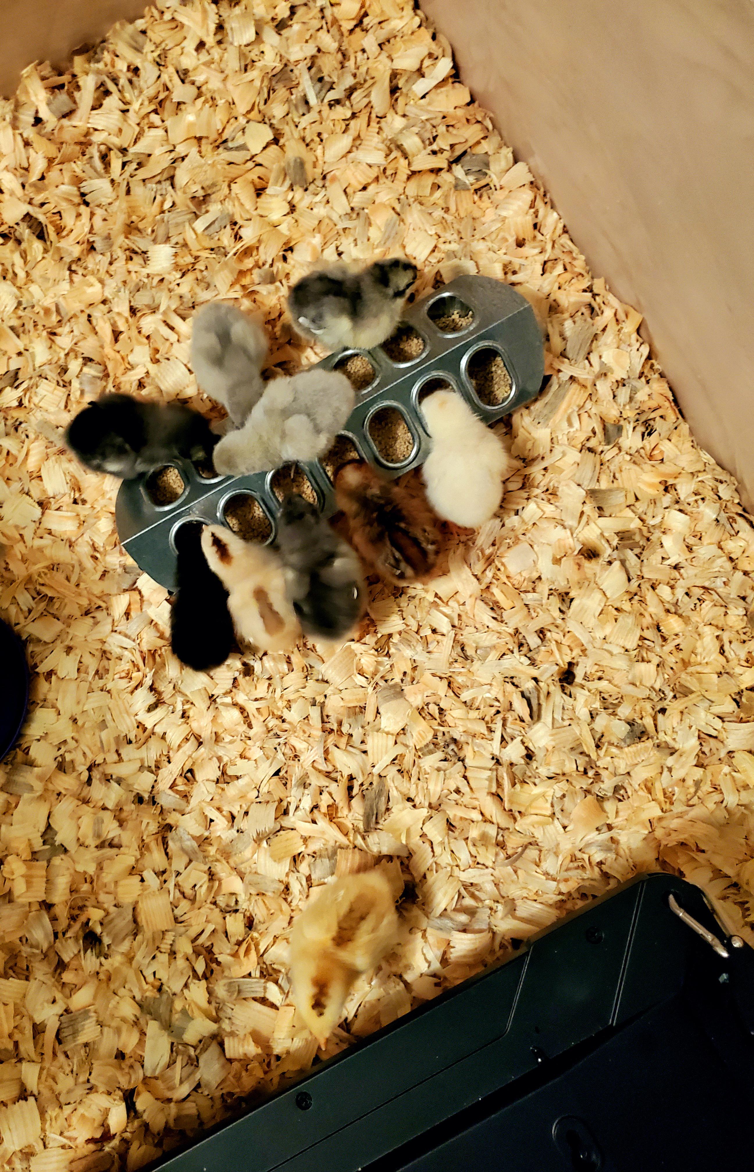 How do you keep baby chicks entertained and keep them from pecking each