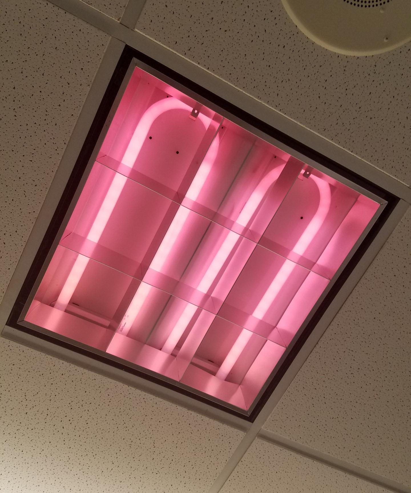 This fluorescent light at my work turned pink. r/mildlyinteresting
