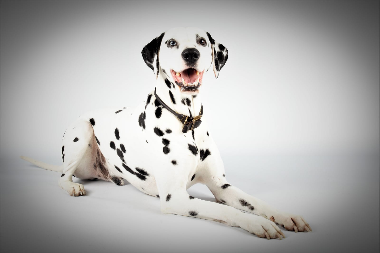 My Bowie had a professional photo shoot today, he was so well behaved