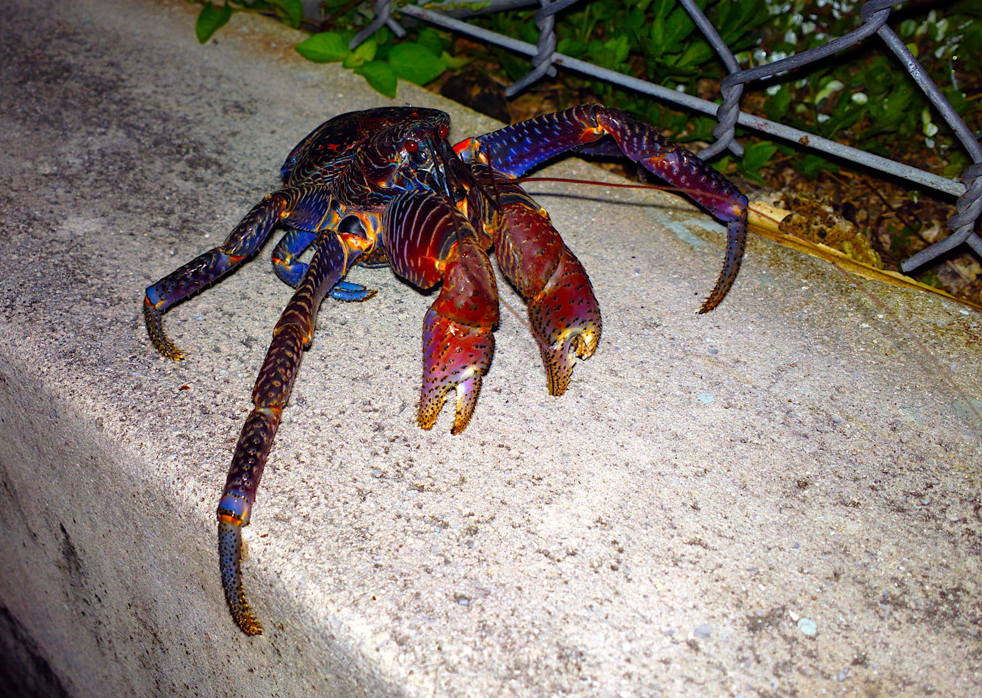 Endangered Baby Coconut Crab r/interestingasfuck