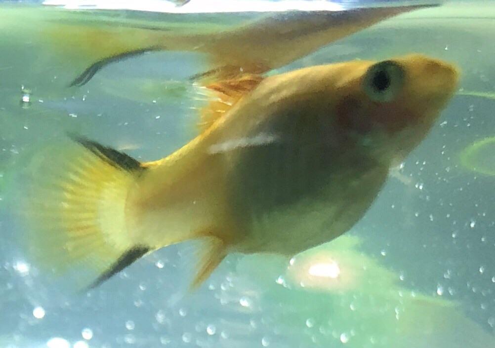Is this fish pregnant ? r/fishtank