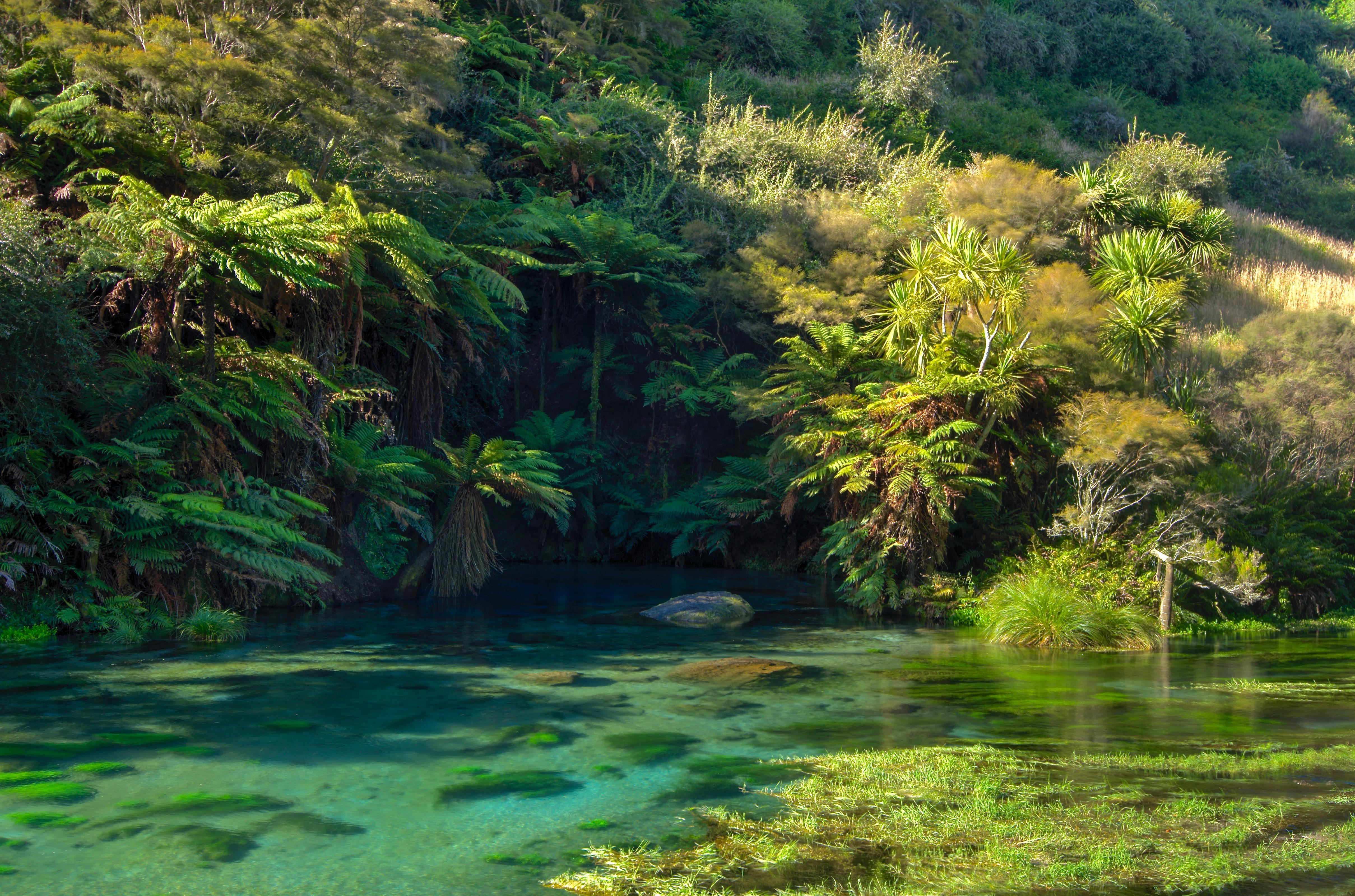 The Blue Spring (near Putaruru) r/newzealand