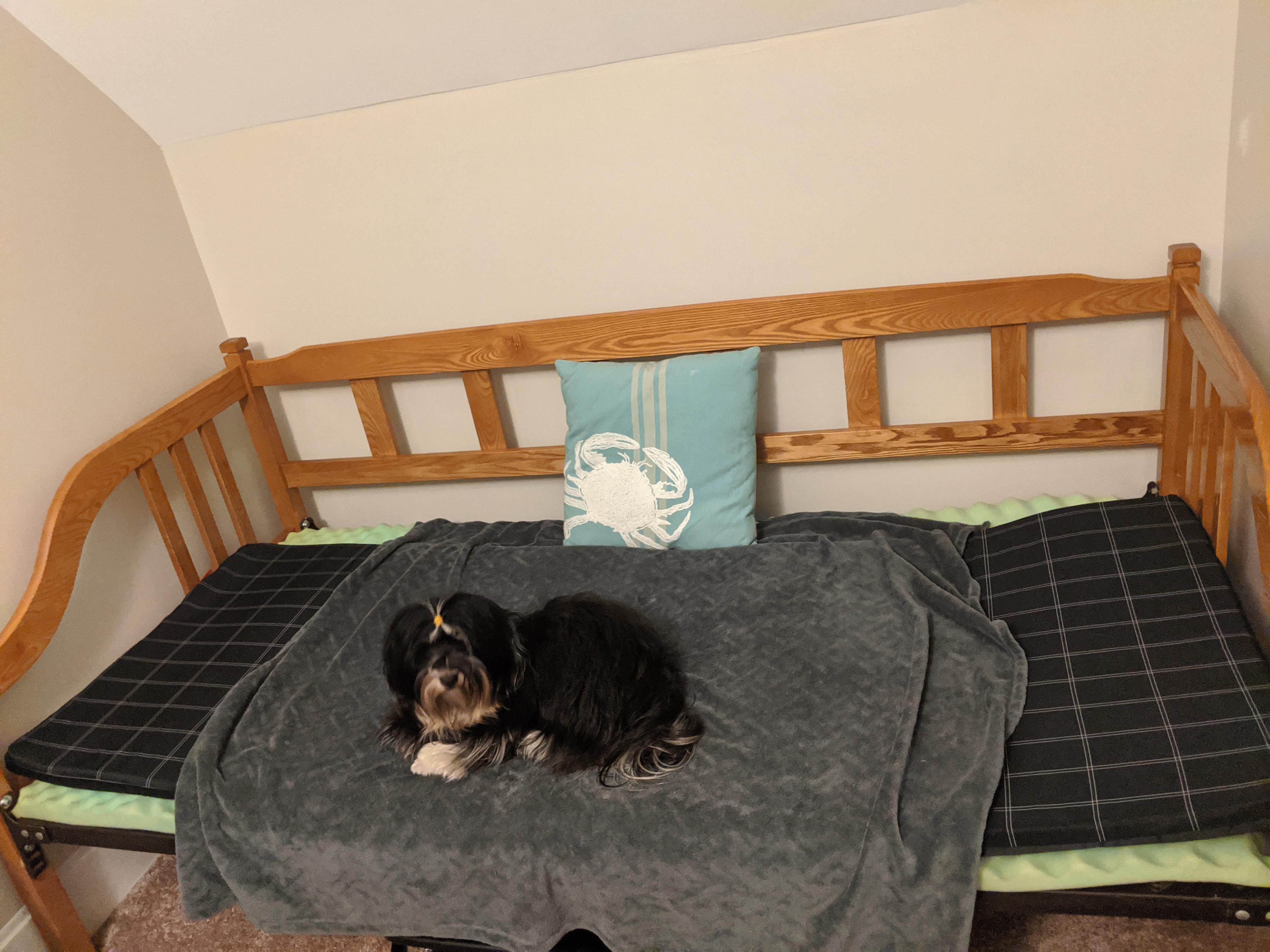 Peanut thinks this is his new dog bed. I am not sure he is wrong. r